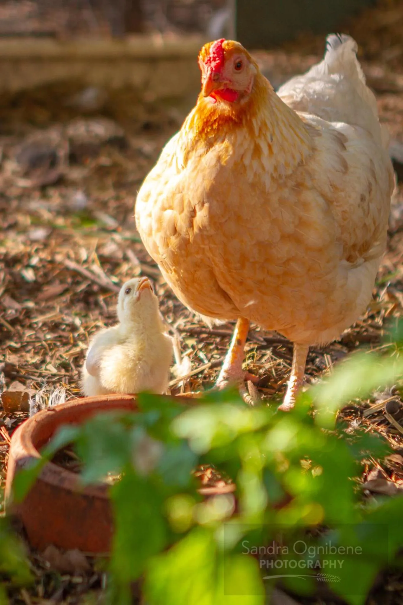 Animals in The Barracks, Tocal