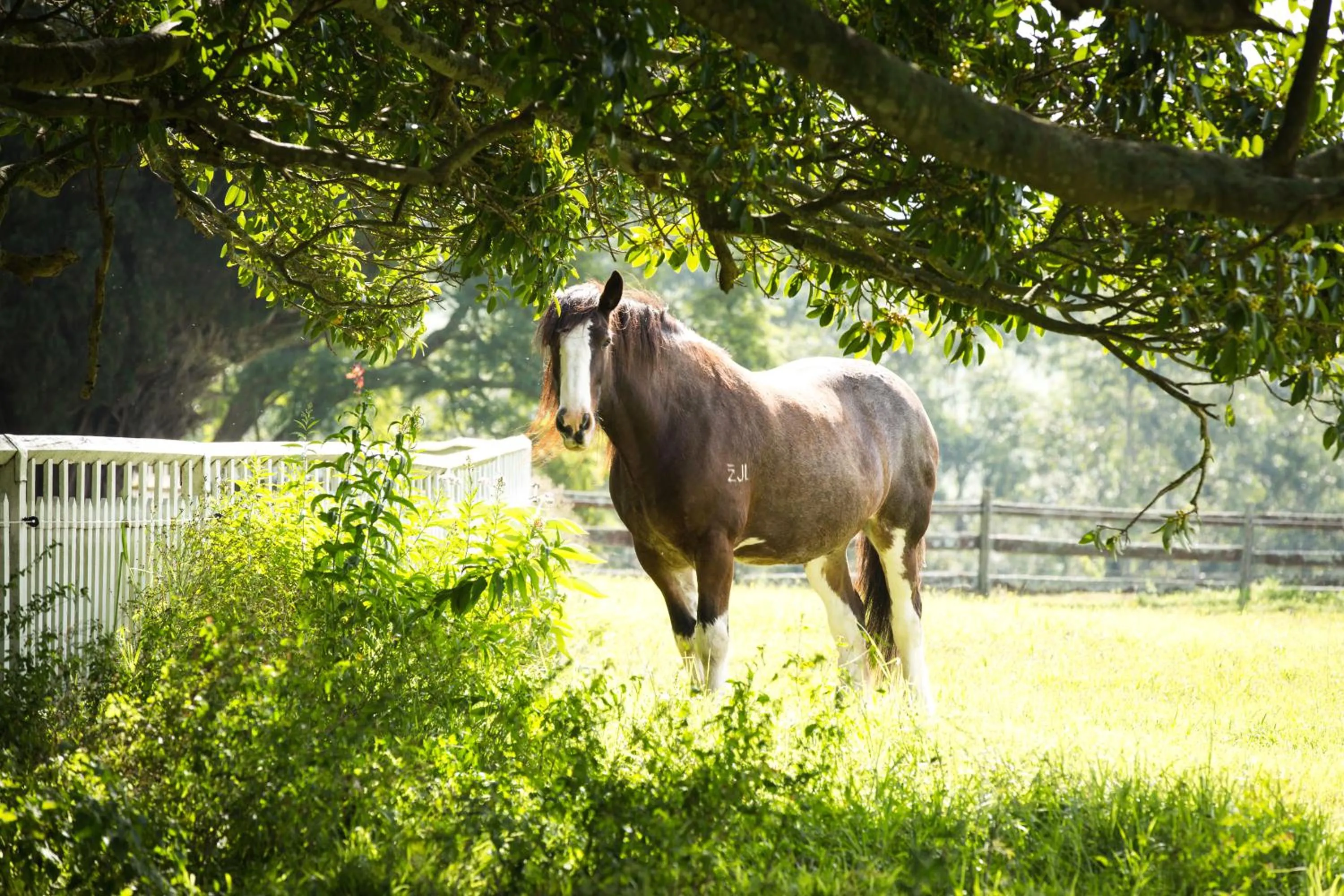 Animals in The Barracks, Tocal