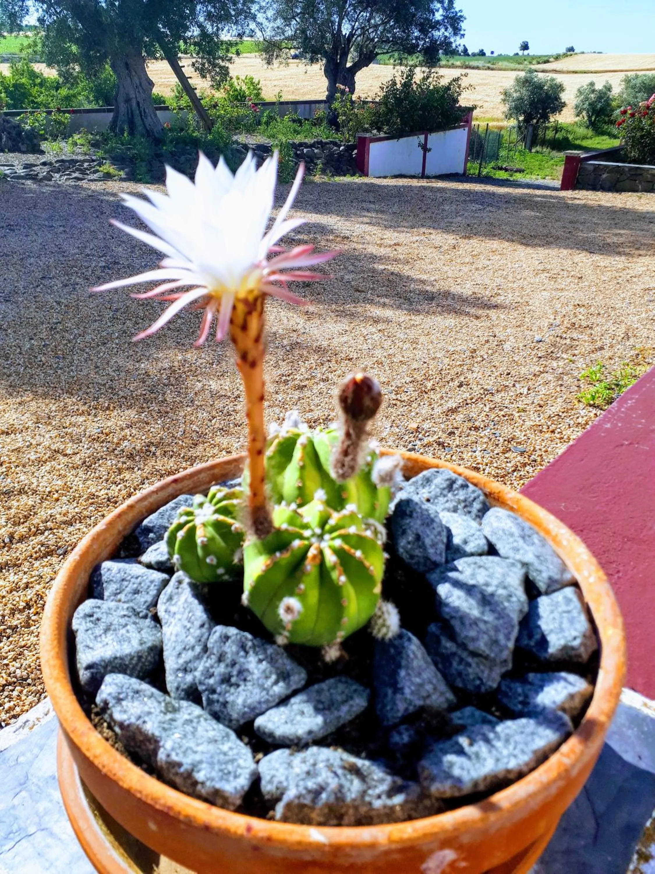 Monte da Floresta B&B