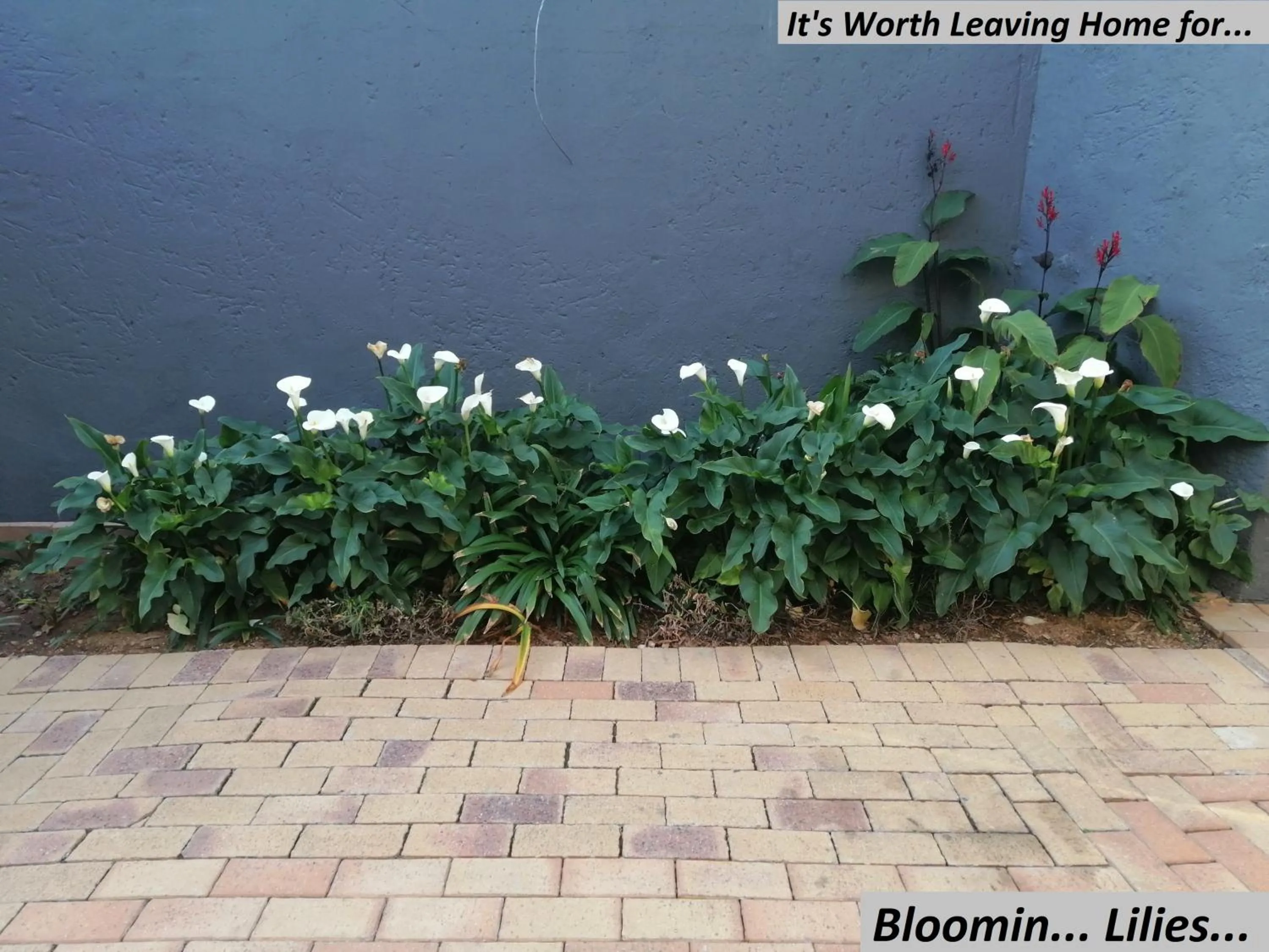 Garden in Charlie's Spot - Norwood