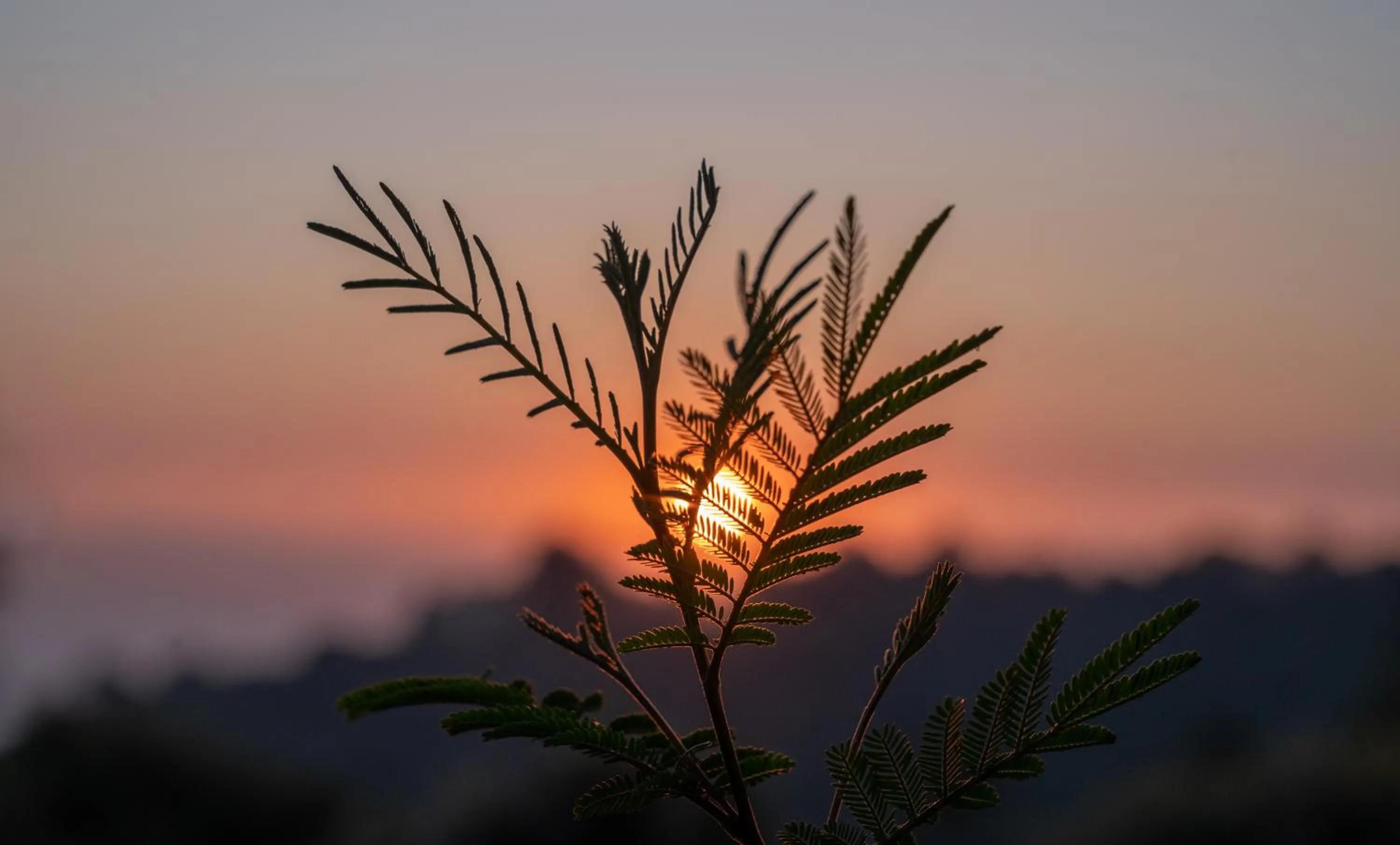 Garden in Mary Budden Estate