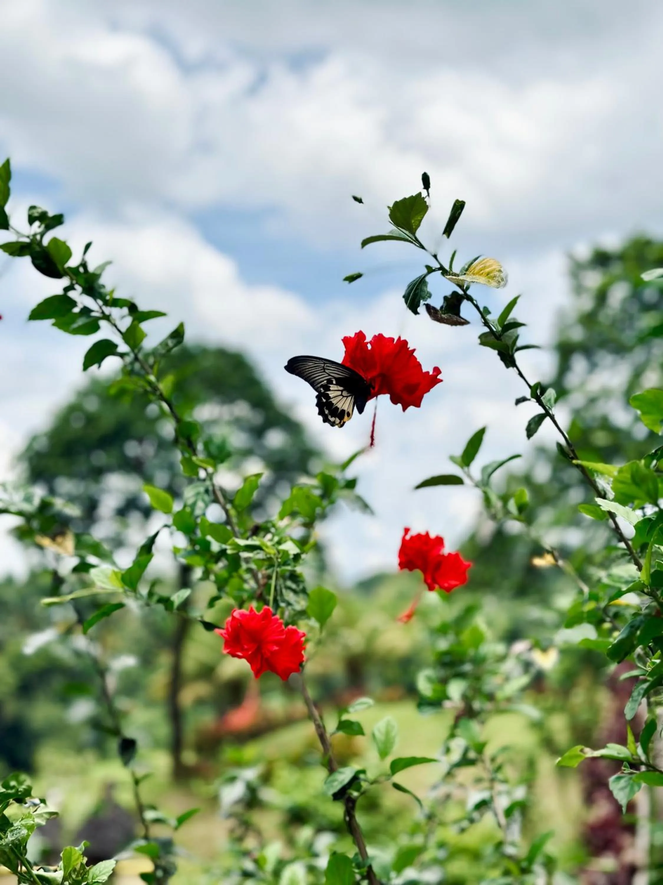 Spring in Sang Tirta Resort
