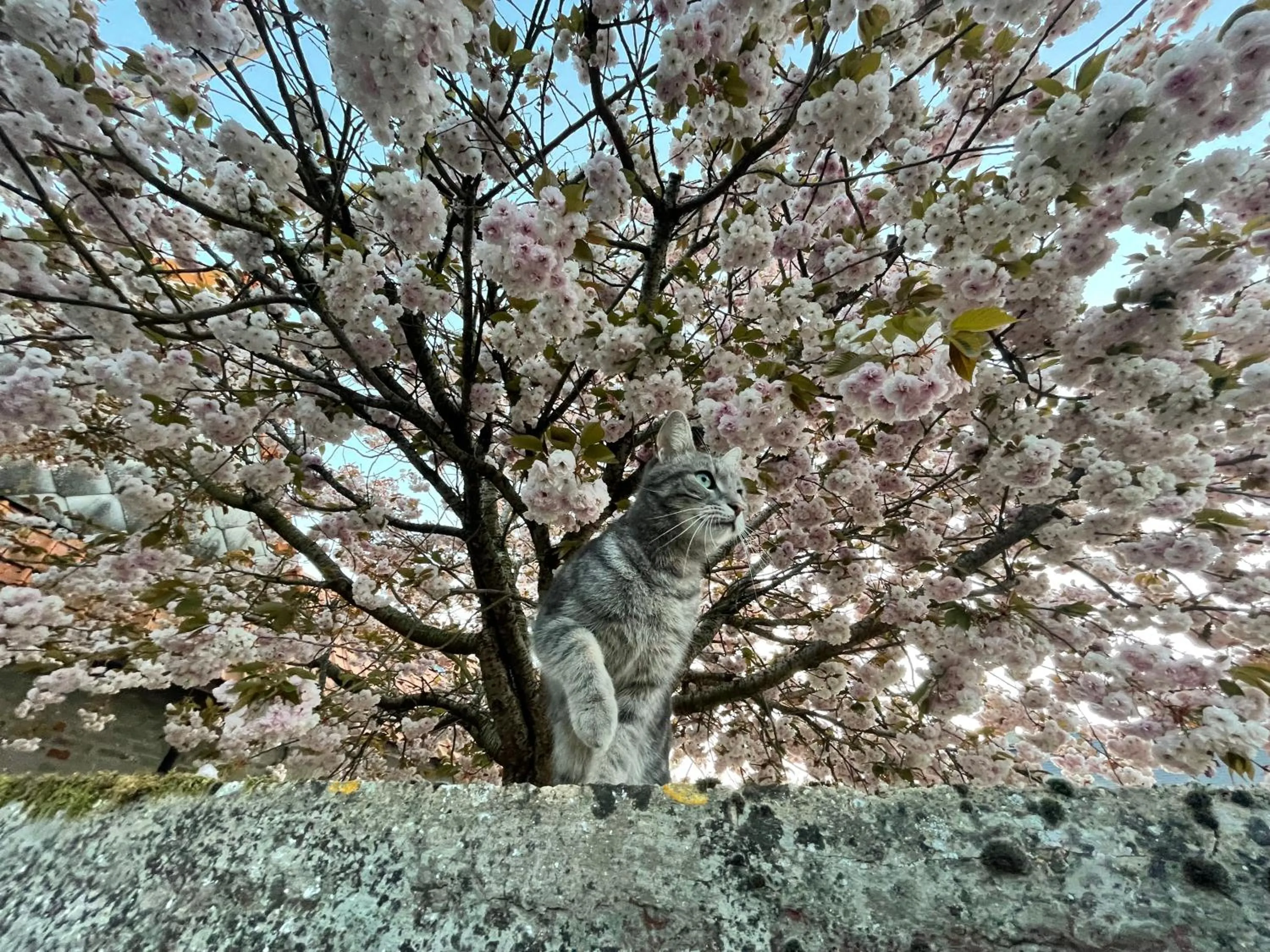 Patio in Au Presbytère de Saigneville