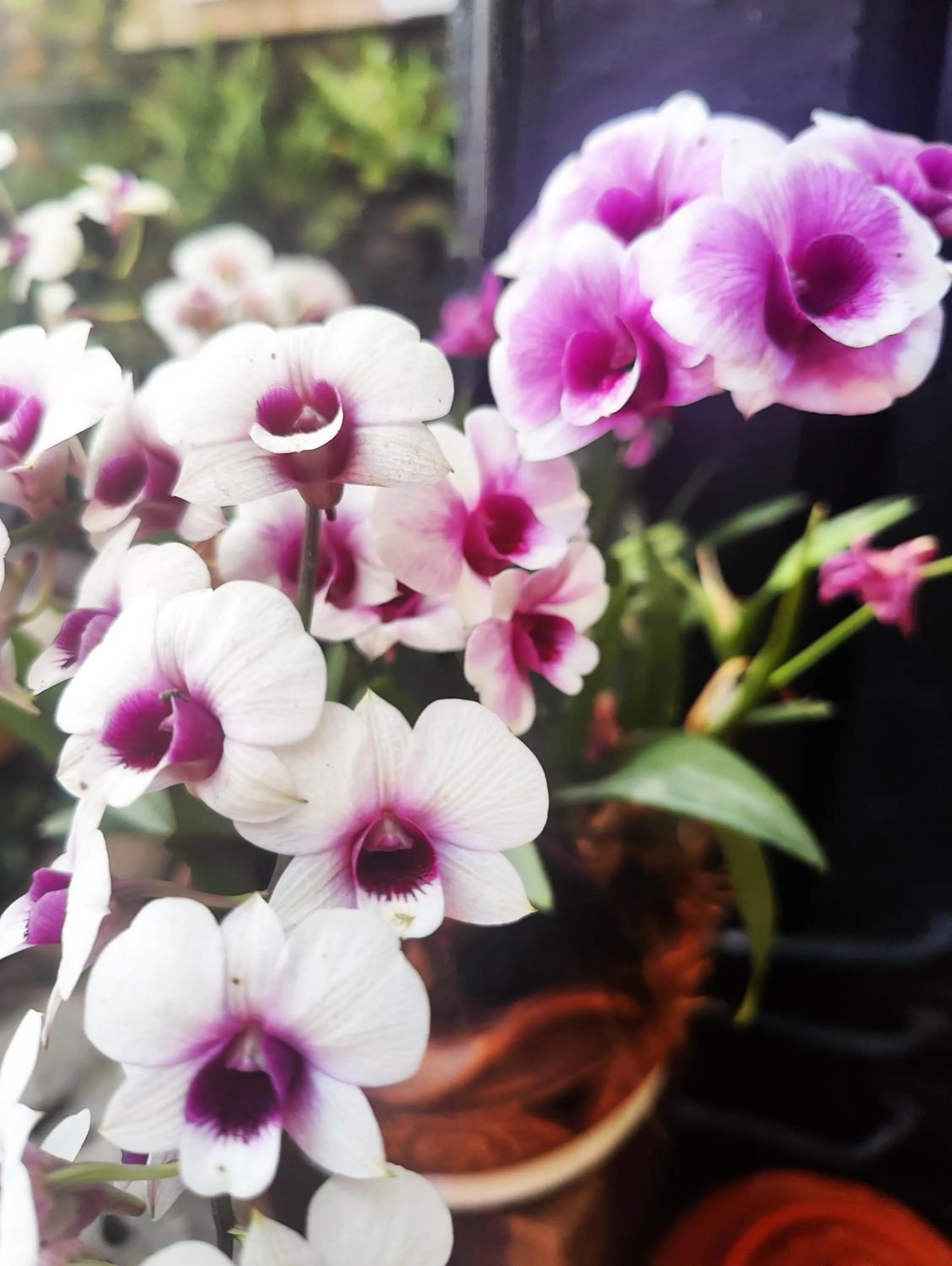 Garden in Panda House Chiang Mai