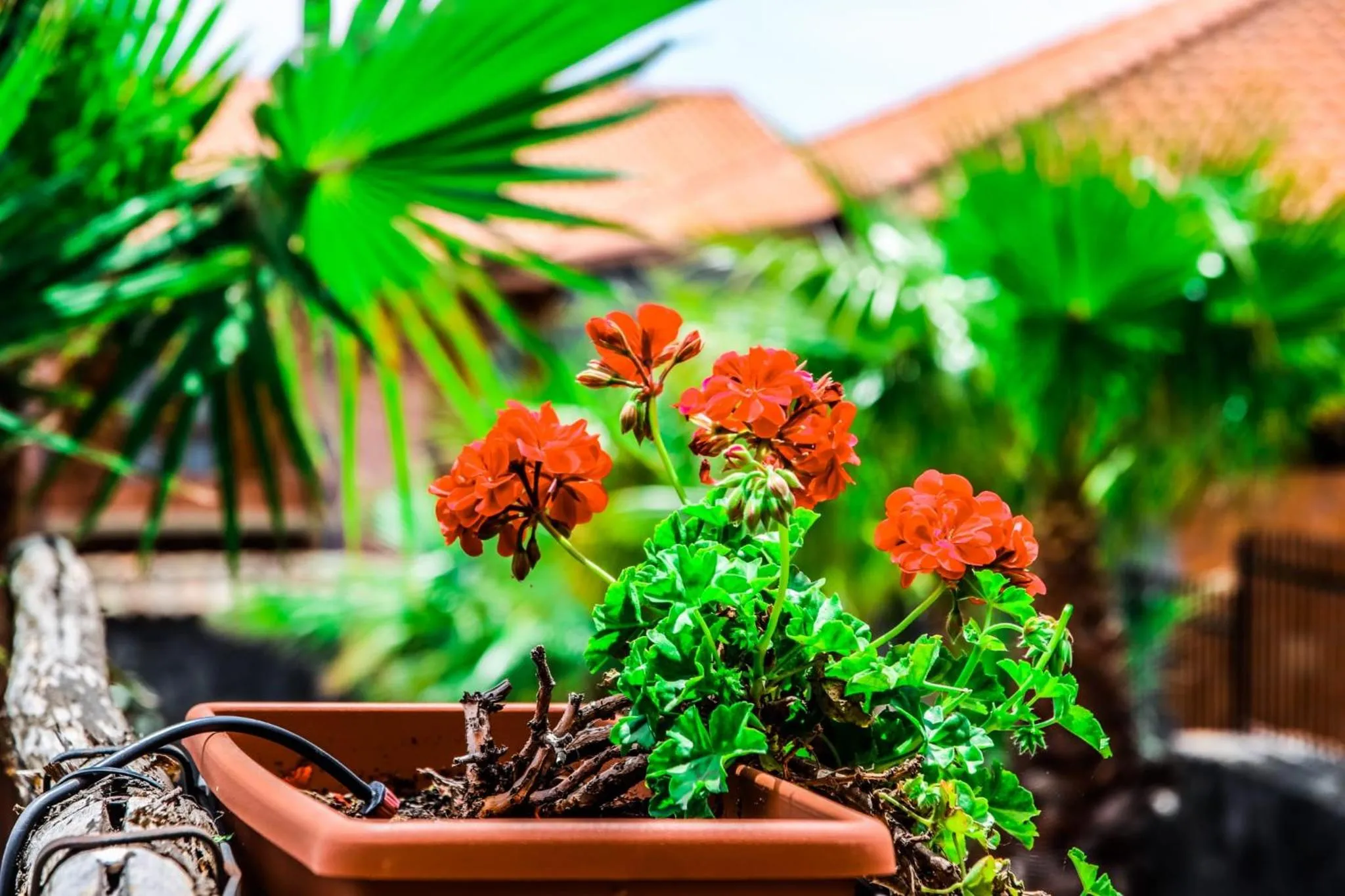 Martina Paradise Affitta Camere