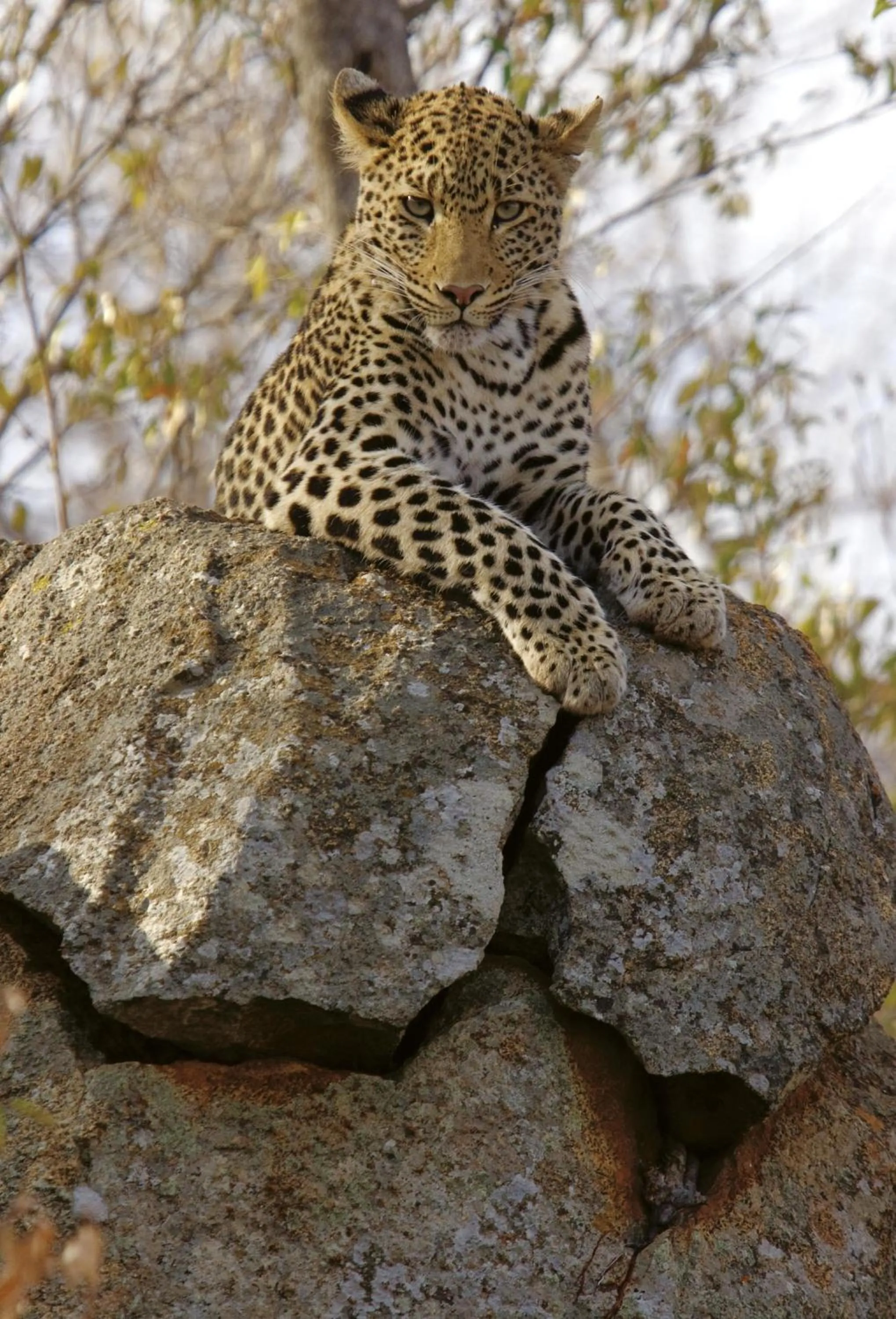 Spring in Tuningi Safari Lodge