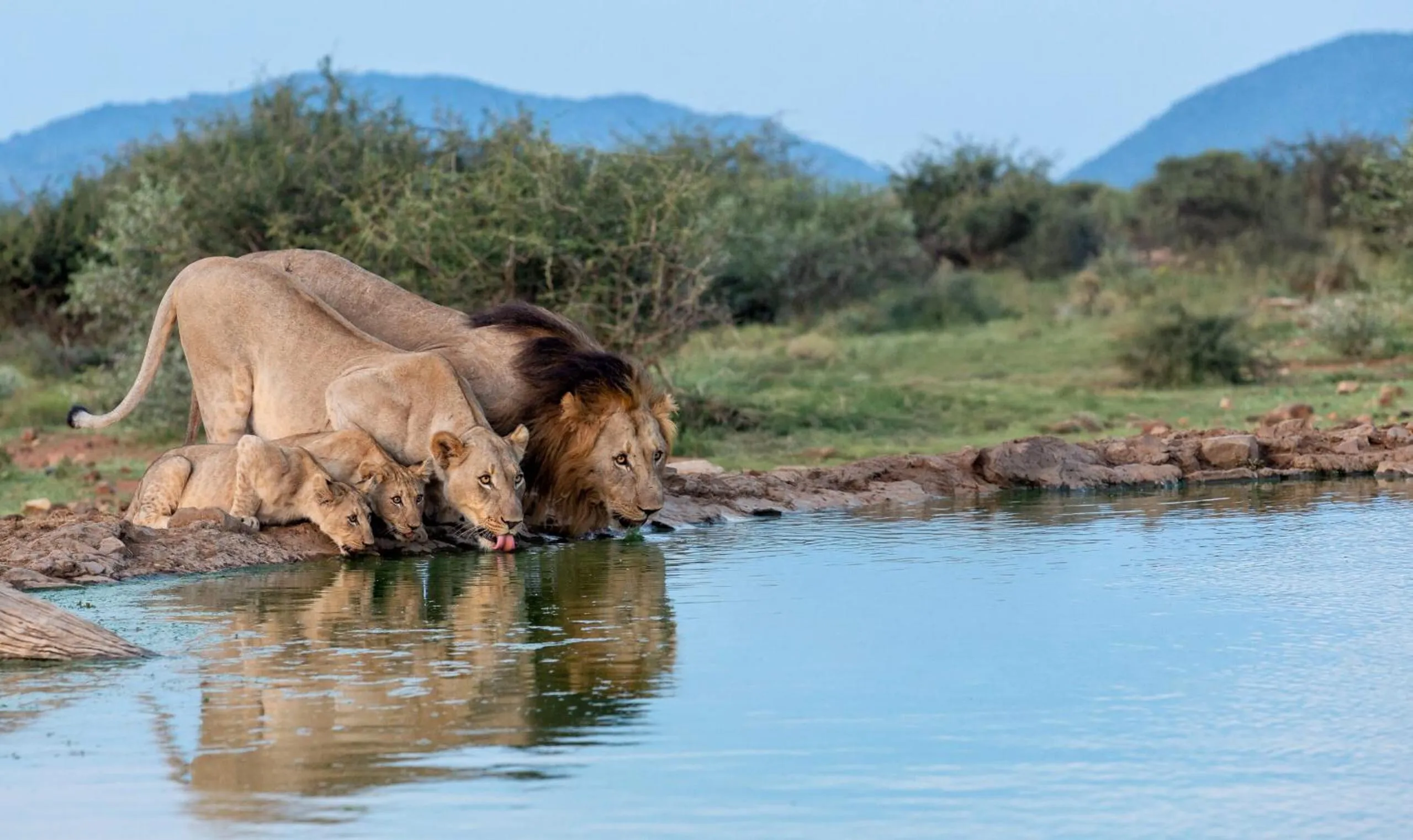 Animals in Tuningi Safari Lodge