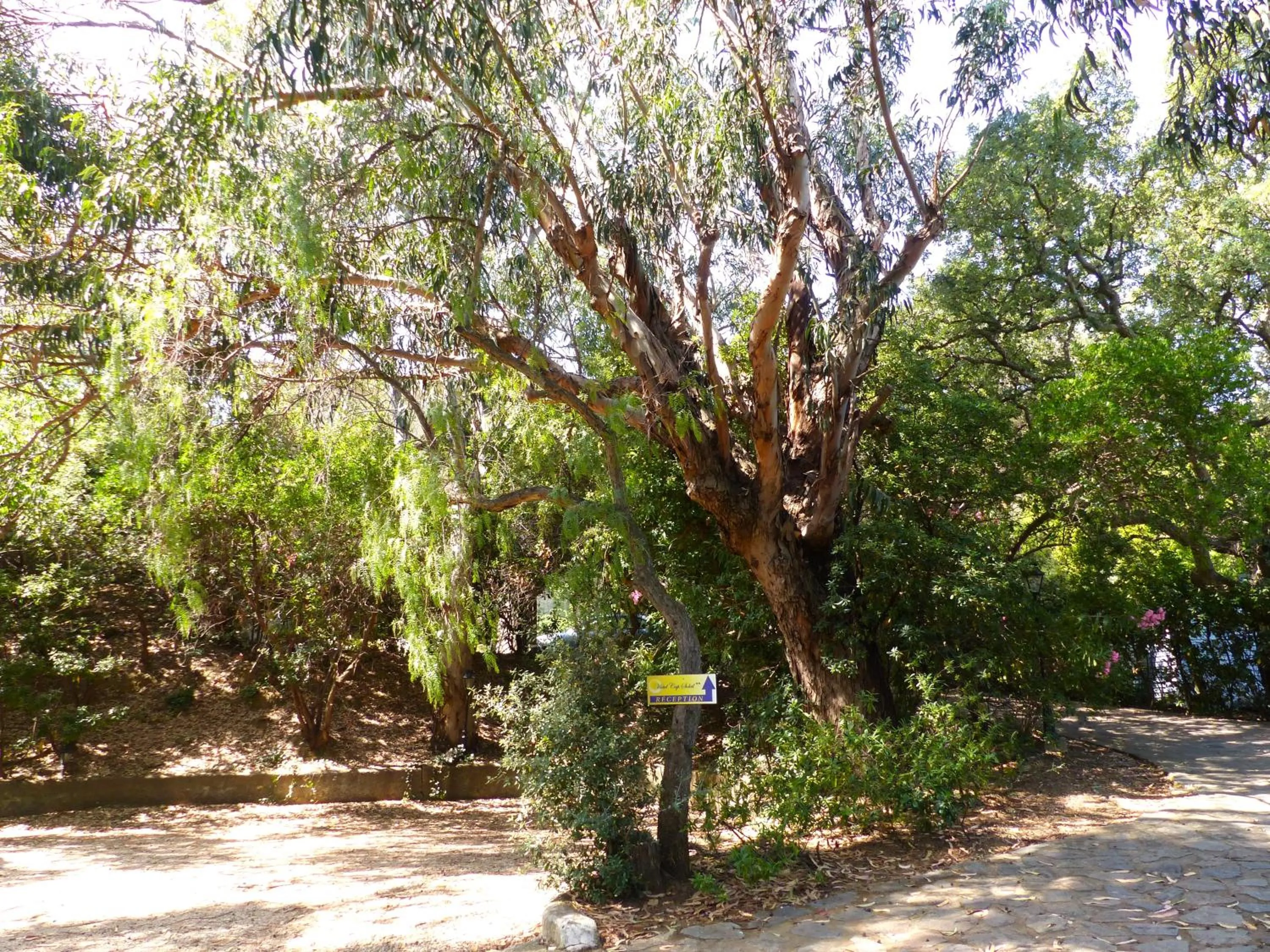 Garden in Hôtel Cap Soleil
