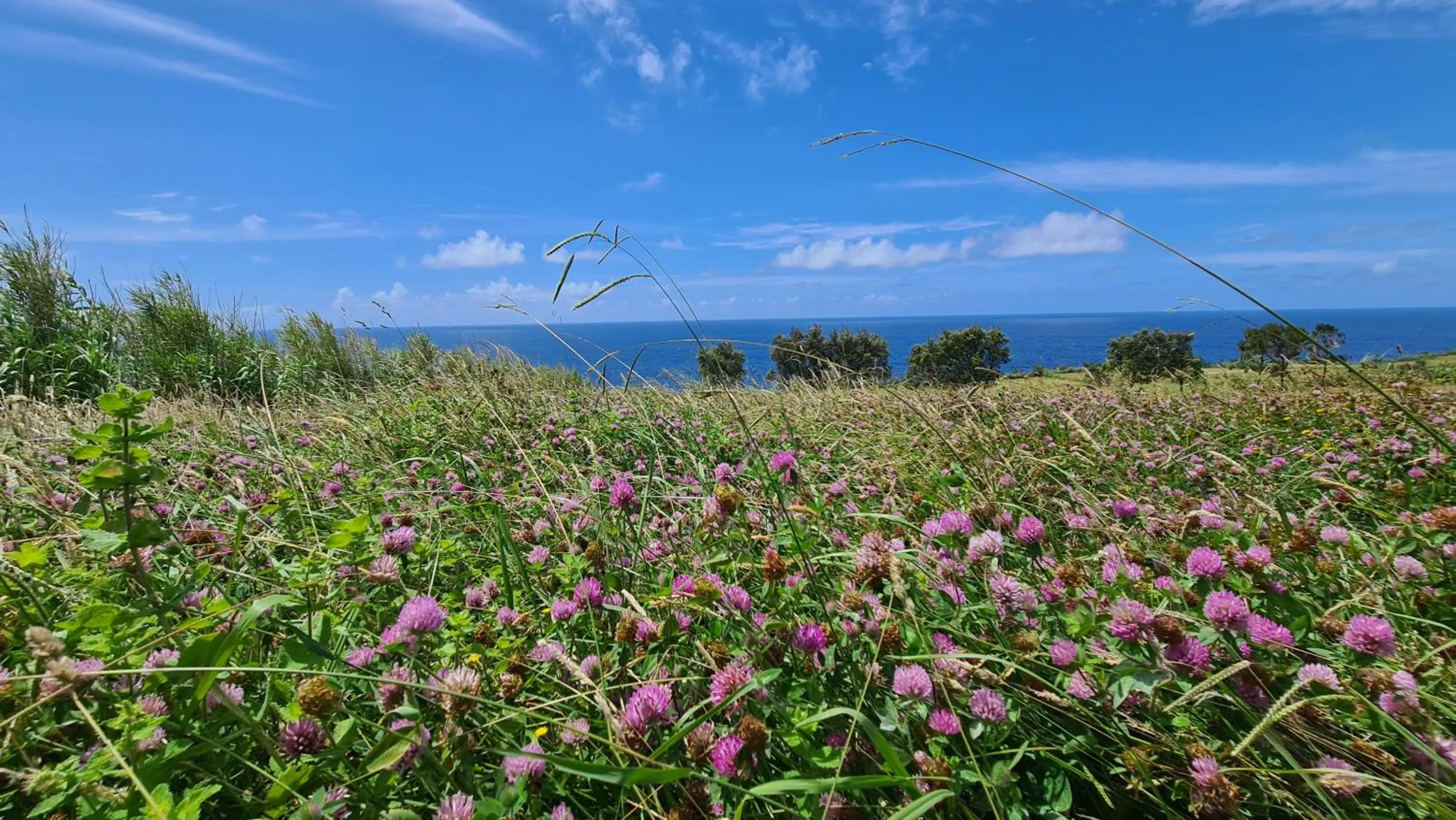 Spring in Quinta da Meia Eira