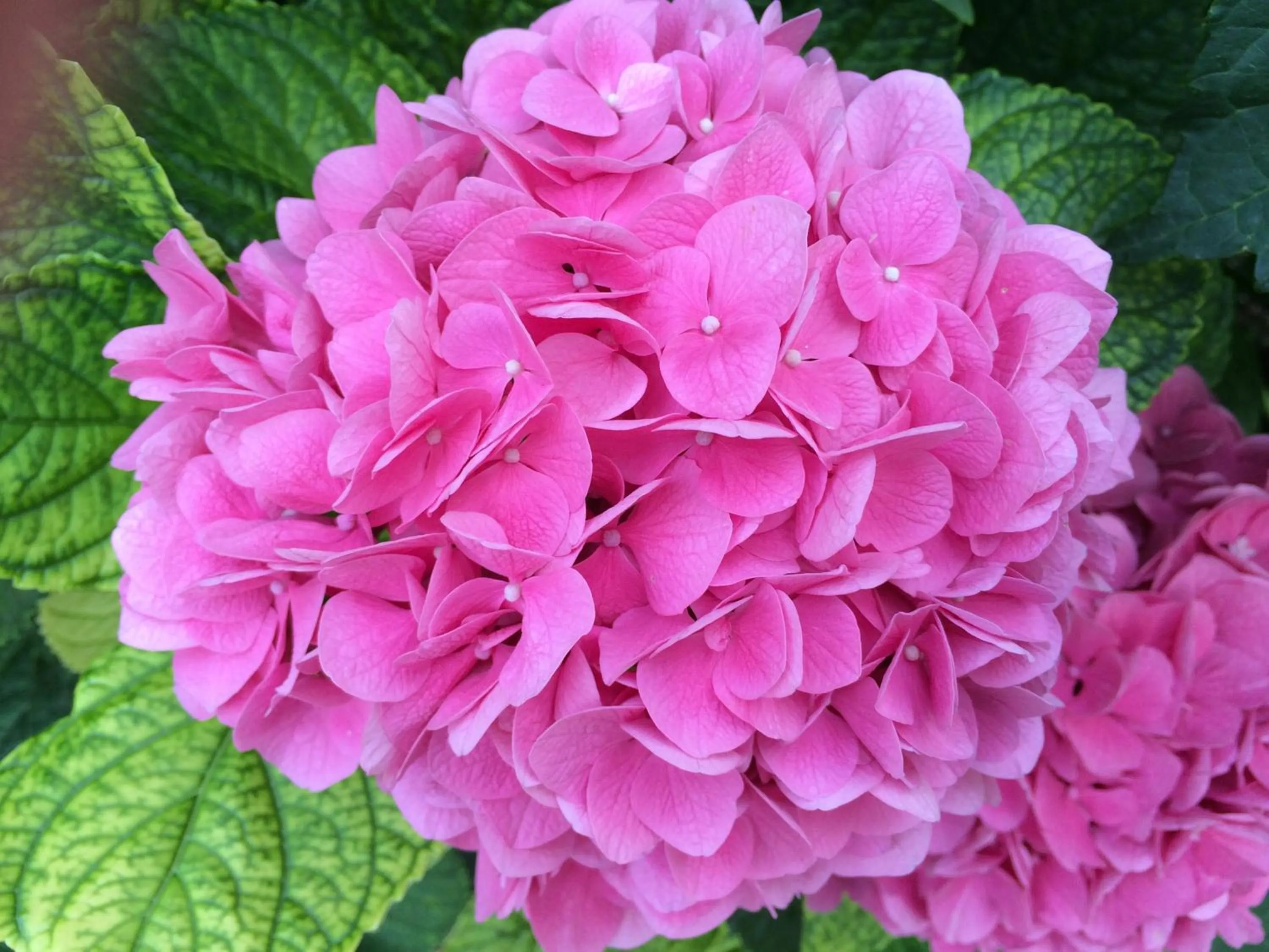 Garden in Hotel Zanetti