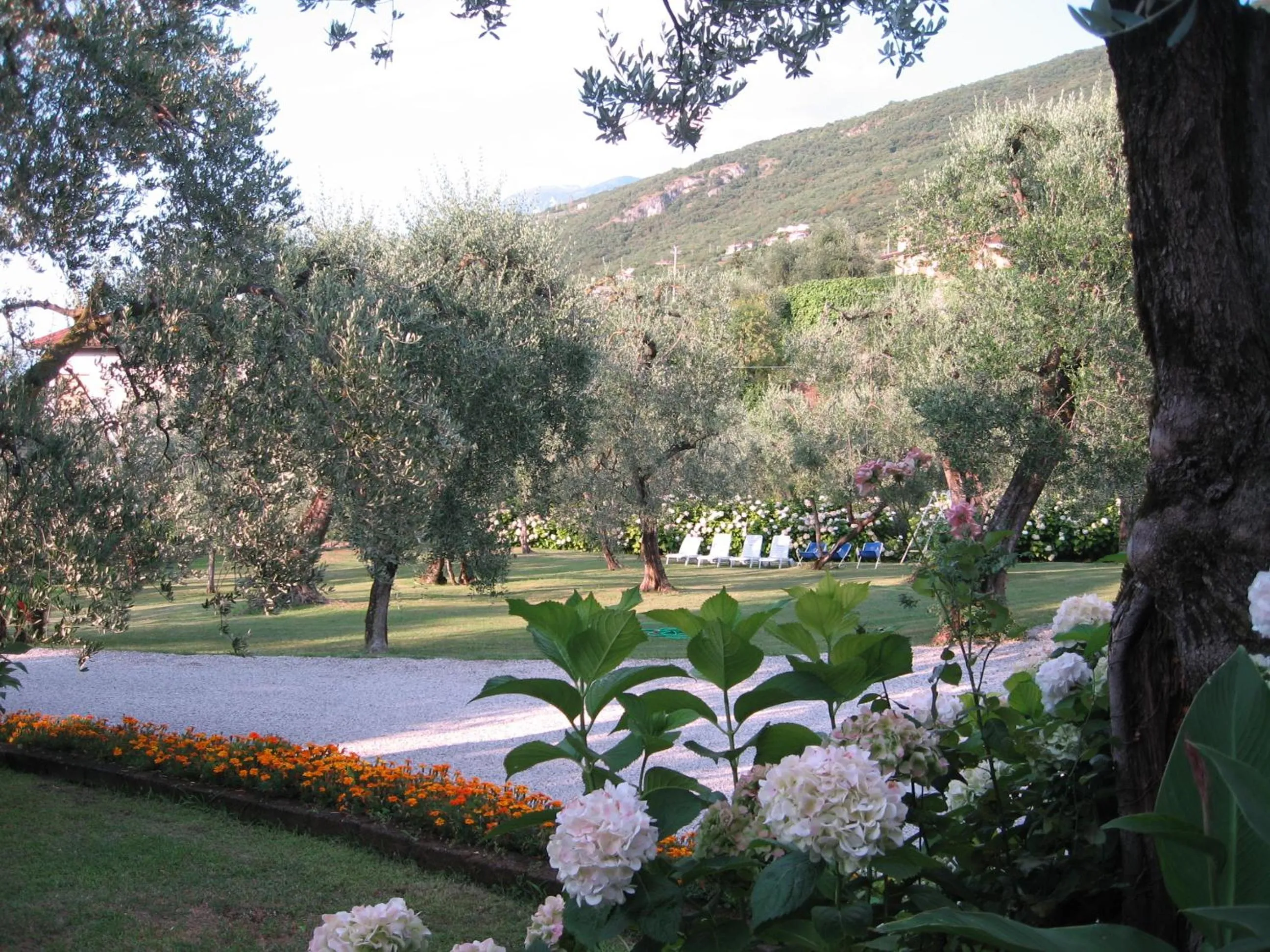 Garden in Hotel Zanetti