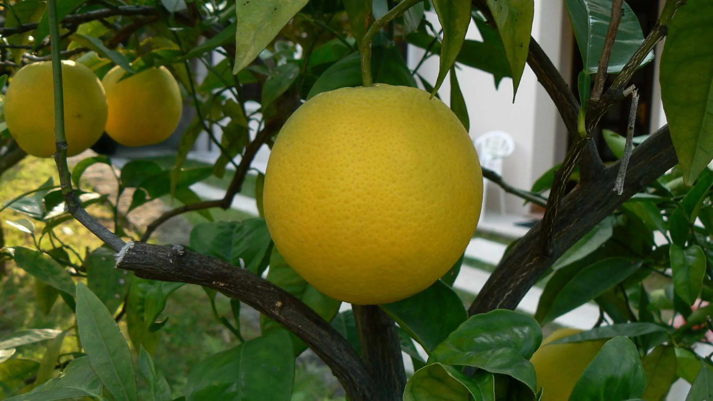Garden in Hotel Zanetti