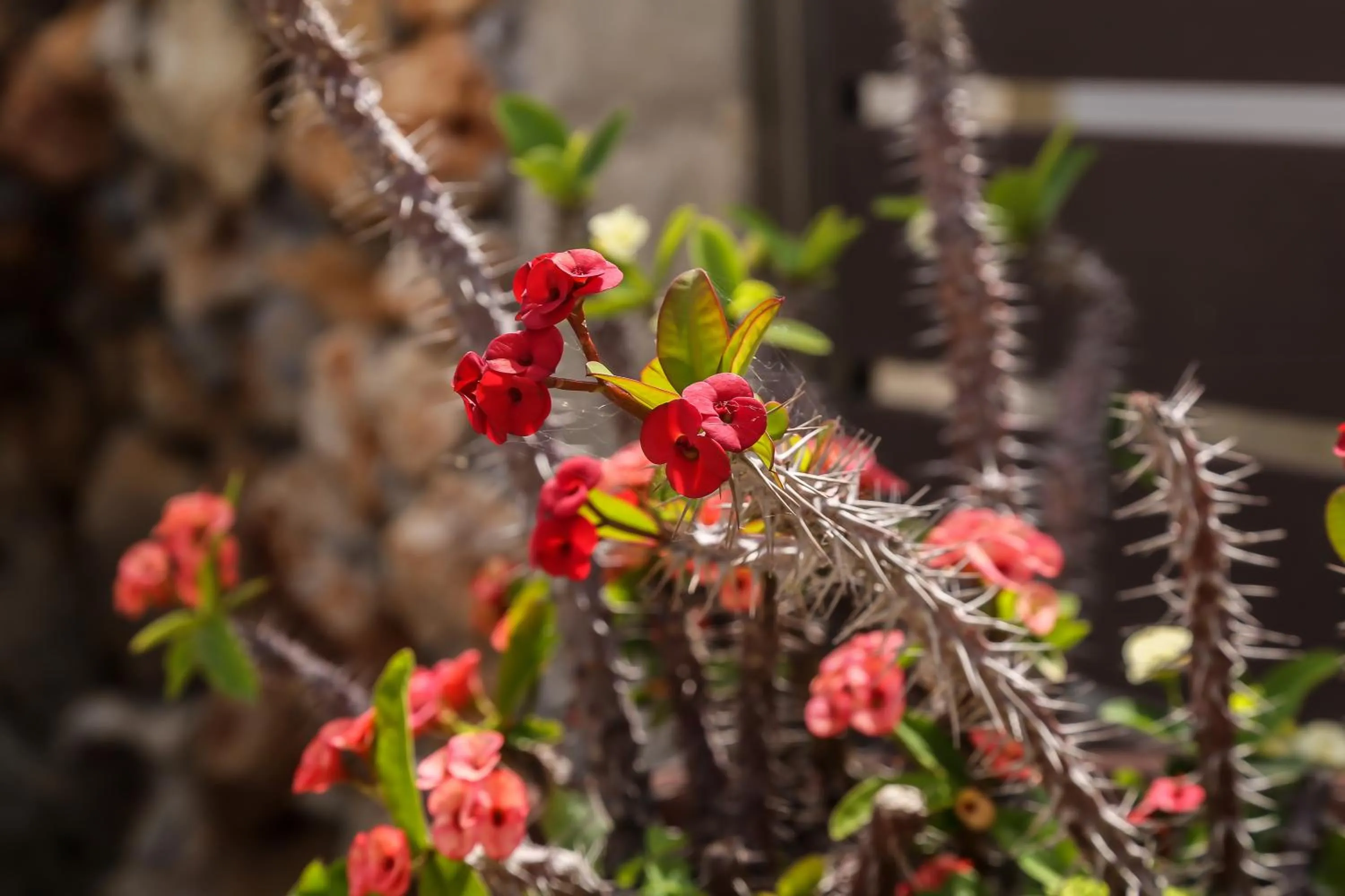 Garden in Heaven Apartments