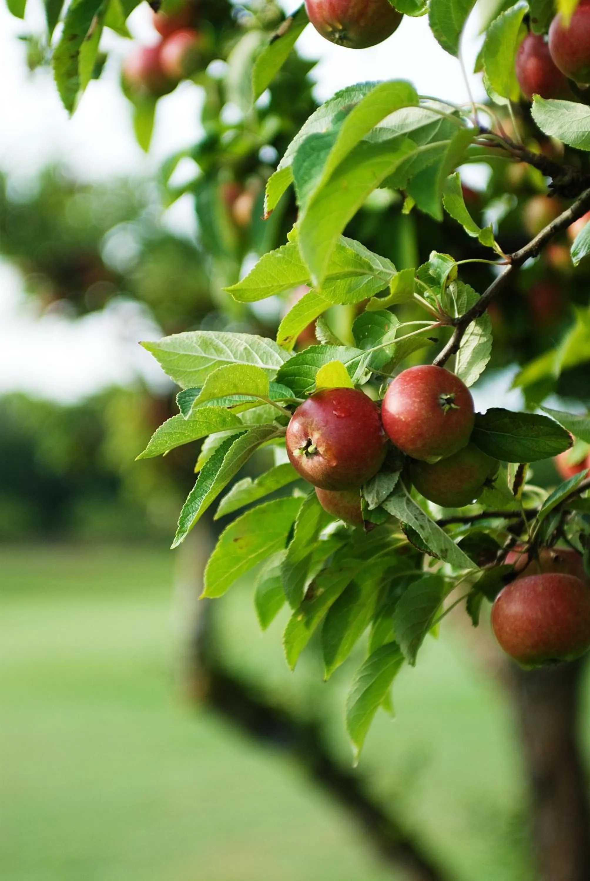 Facade/entrance in Abbekås Golfrestaurang & Hotell