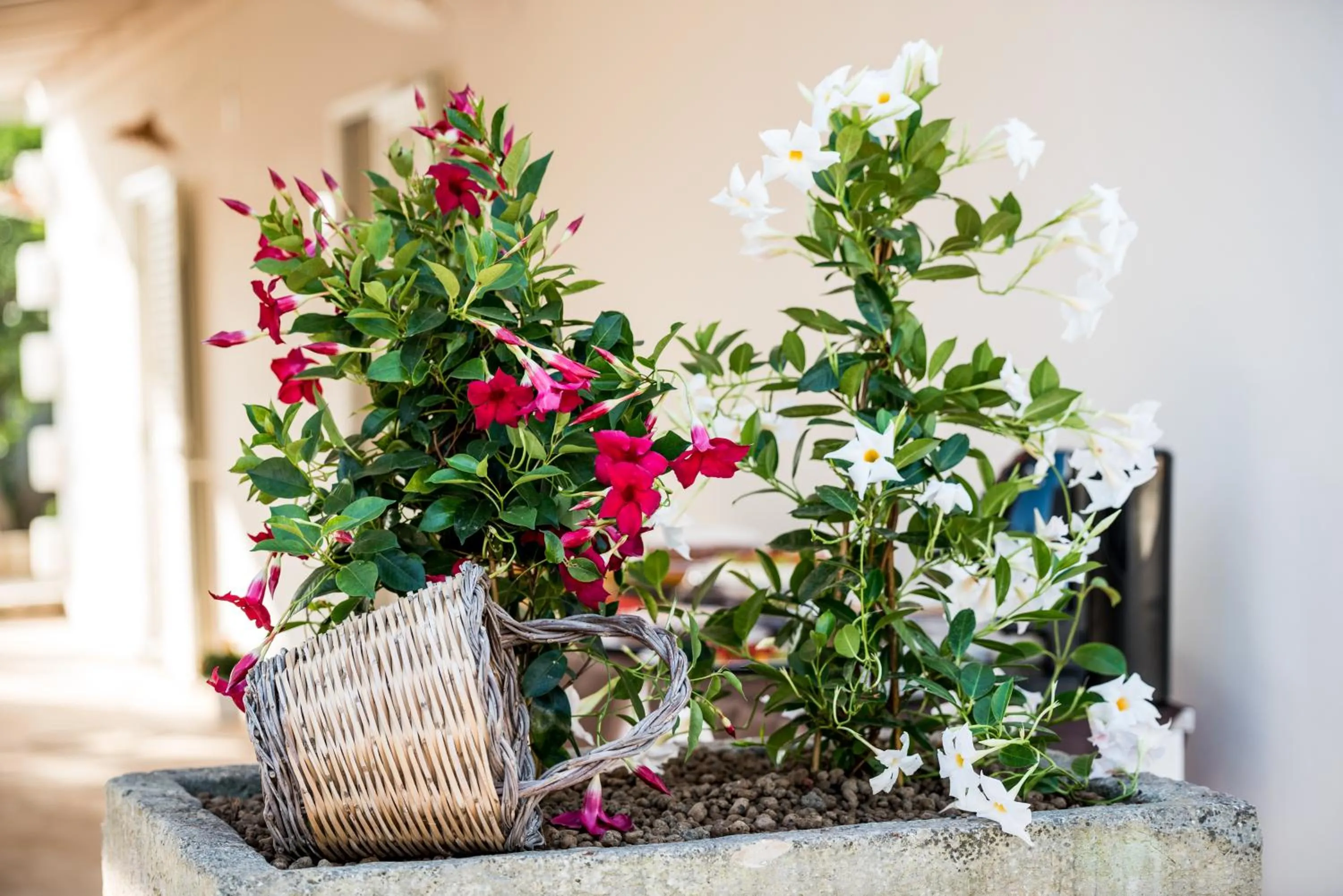 Patio in santa potenza