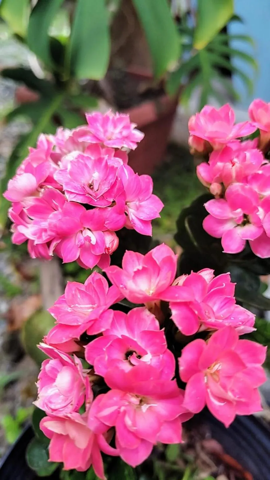 4 Elementos Guest House