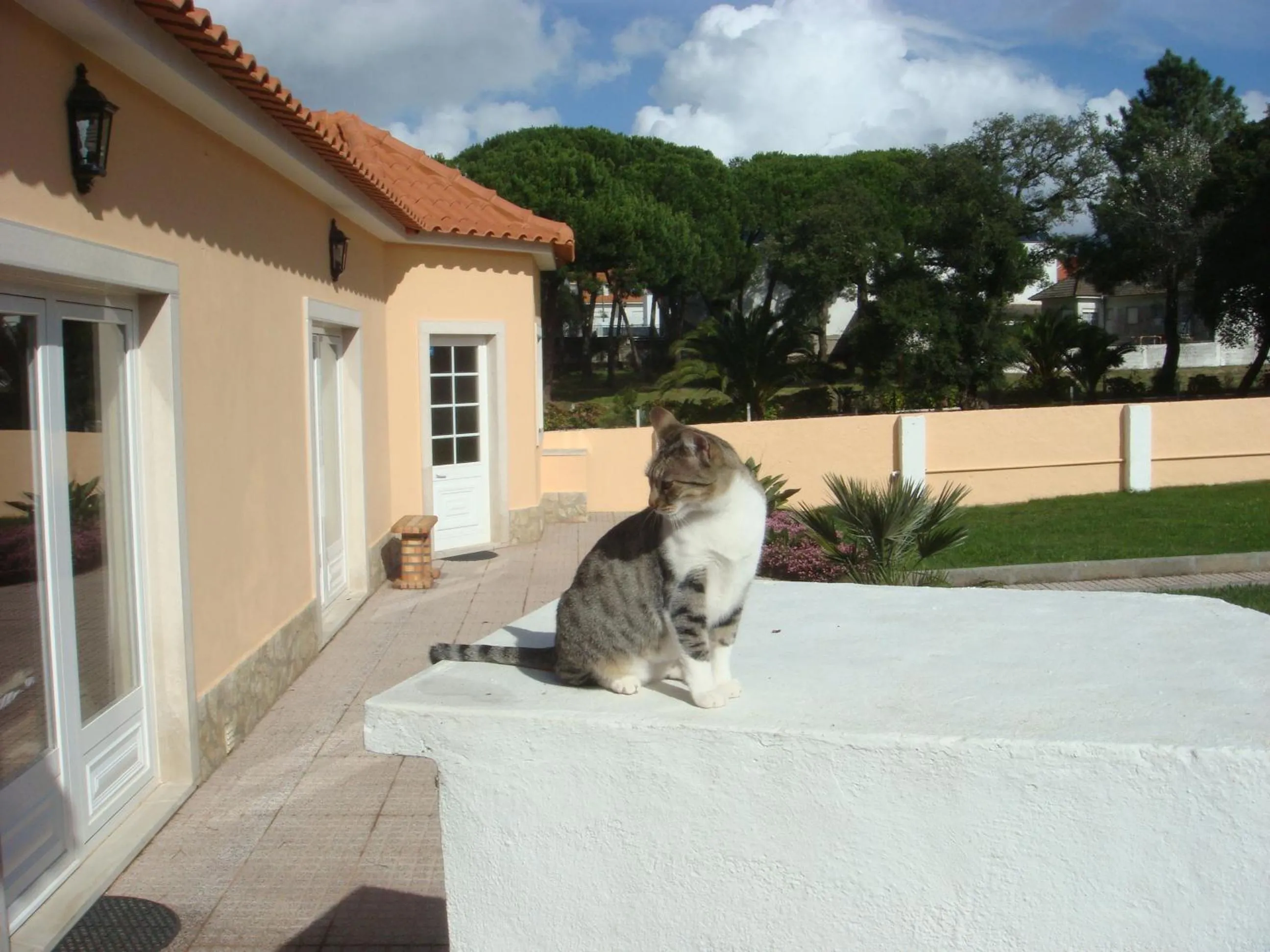 Pets in Casa De Hospedes Flor Do Jardim