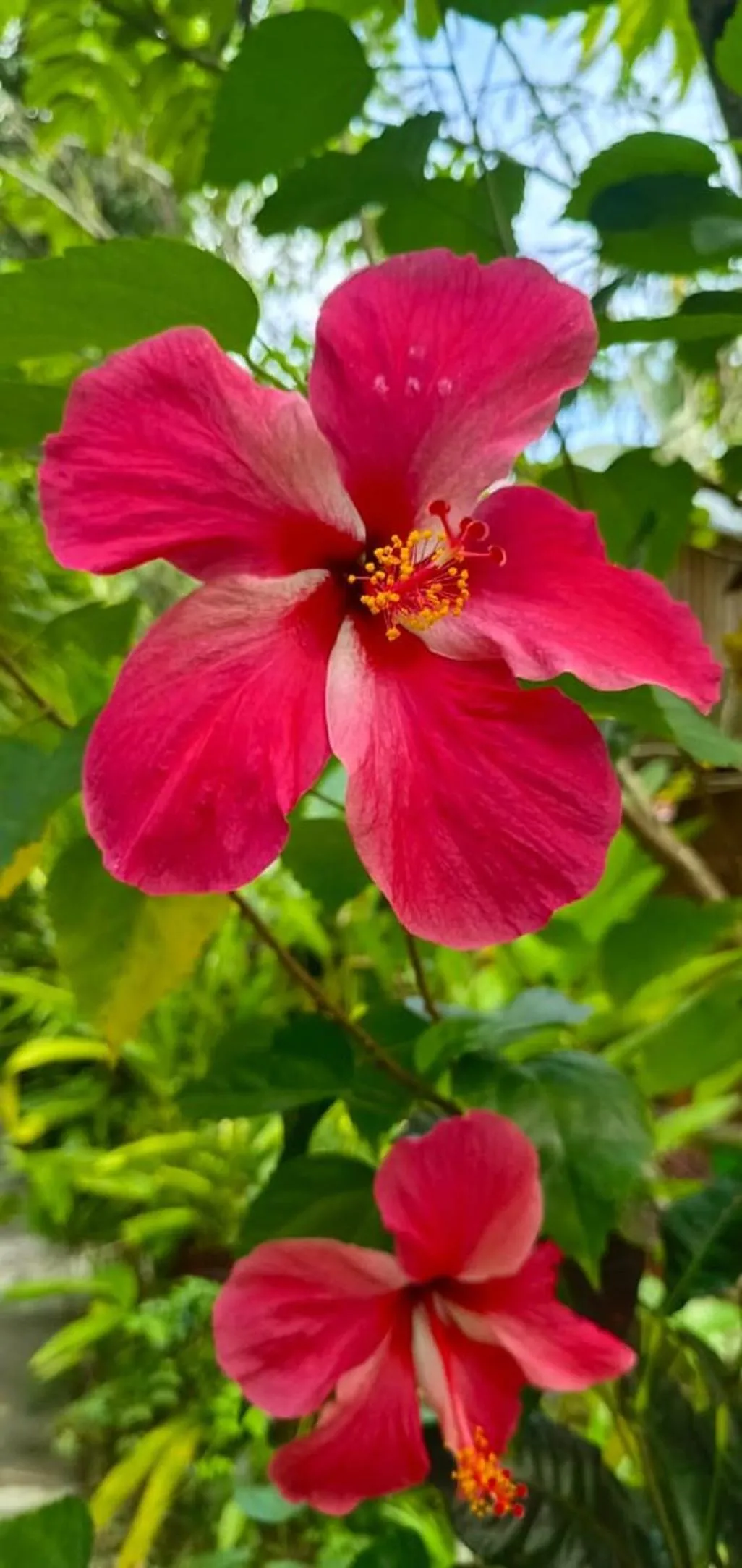 Garden view in Havelock Farms Resort