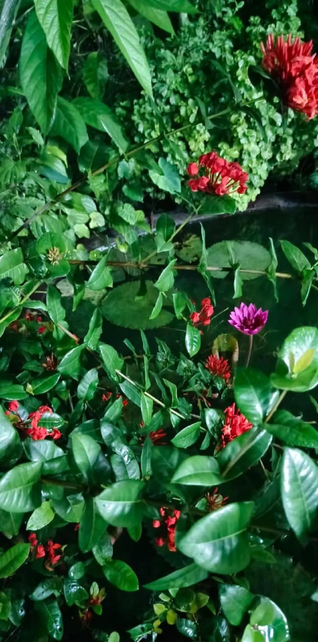 Garden view in Havelock Farms Resort