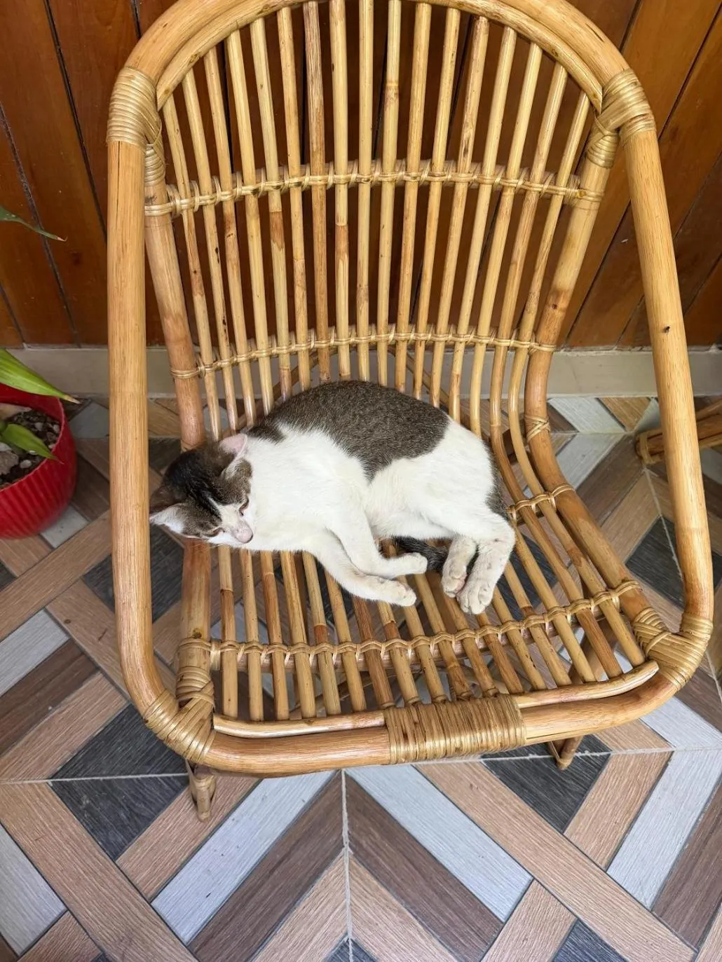Pets in Havelock Farms Resort