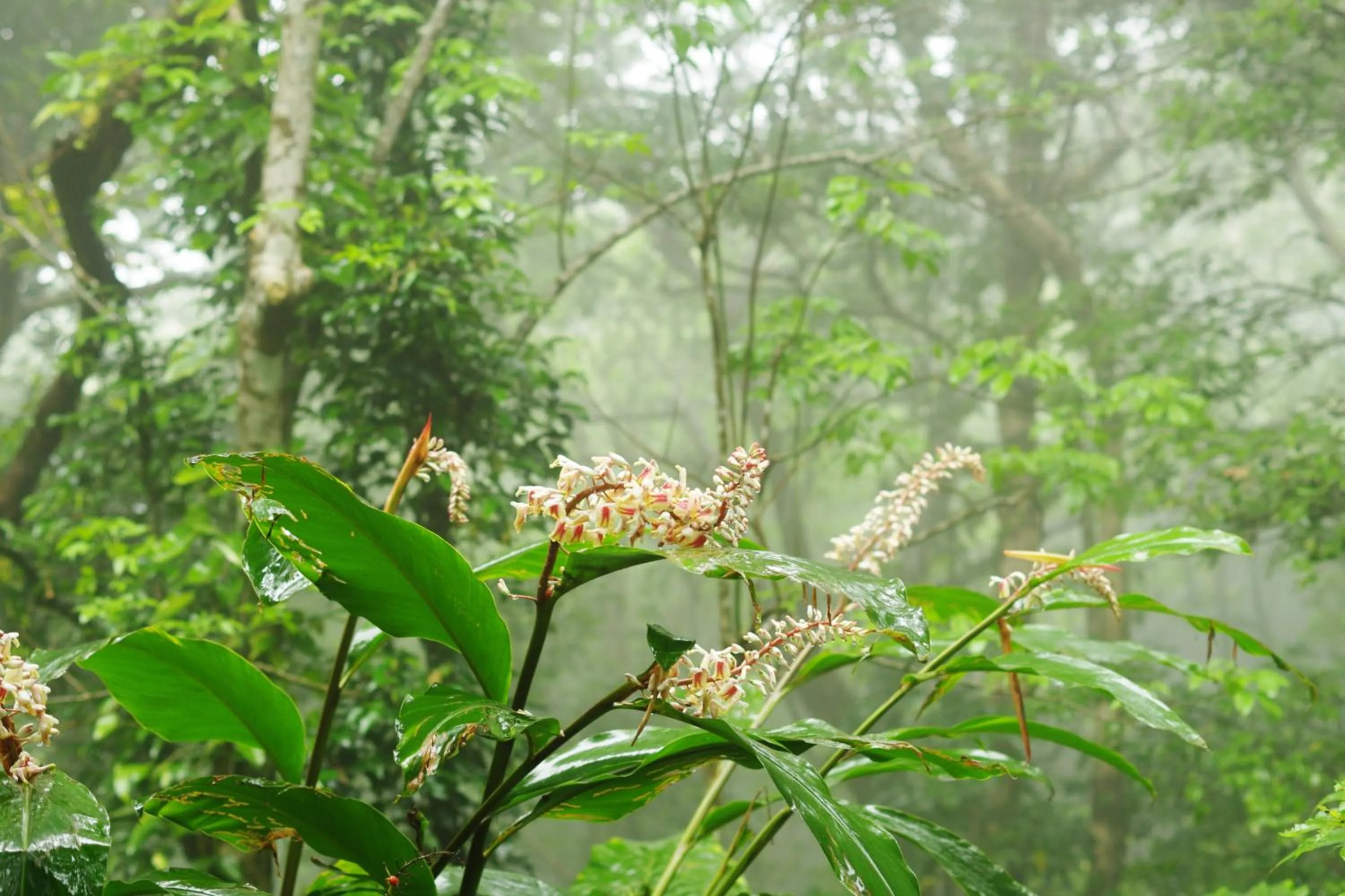 Natural landscape in Villa Yurimun