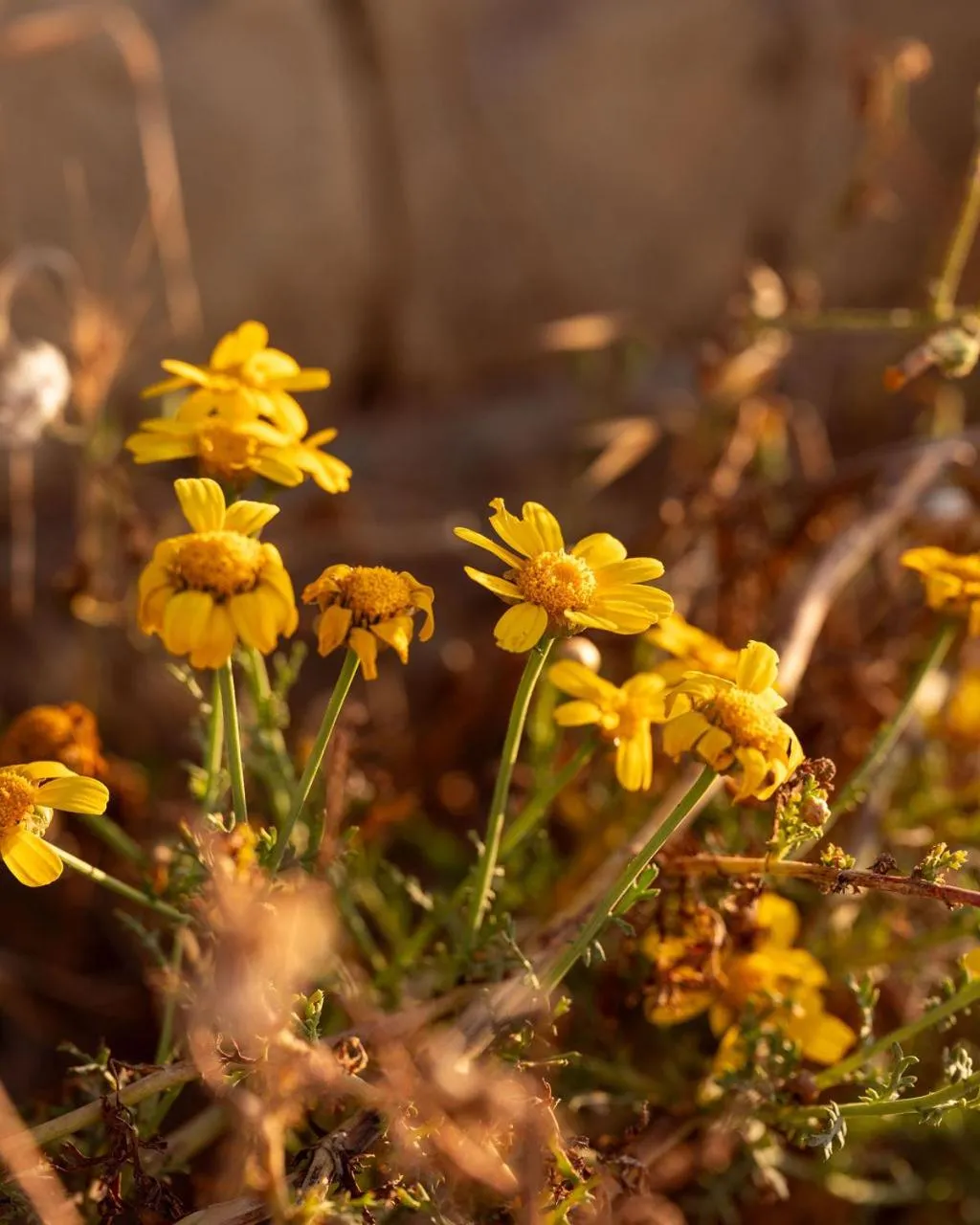 Spring in Fiftyfour West Boutique Living