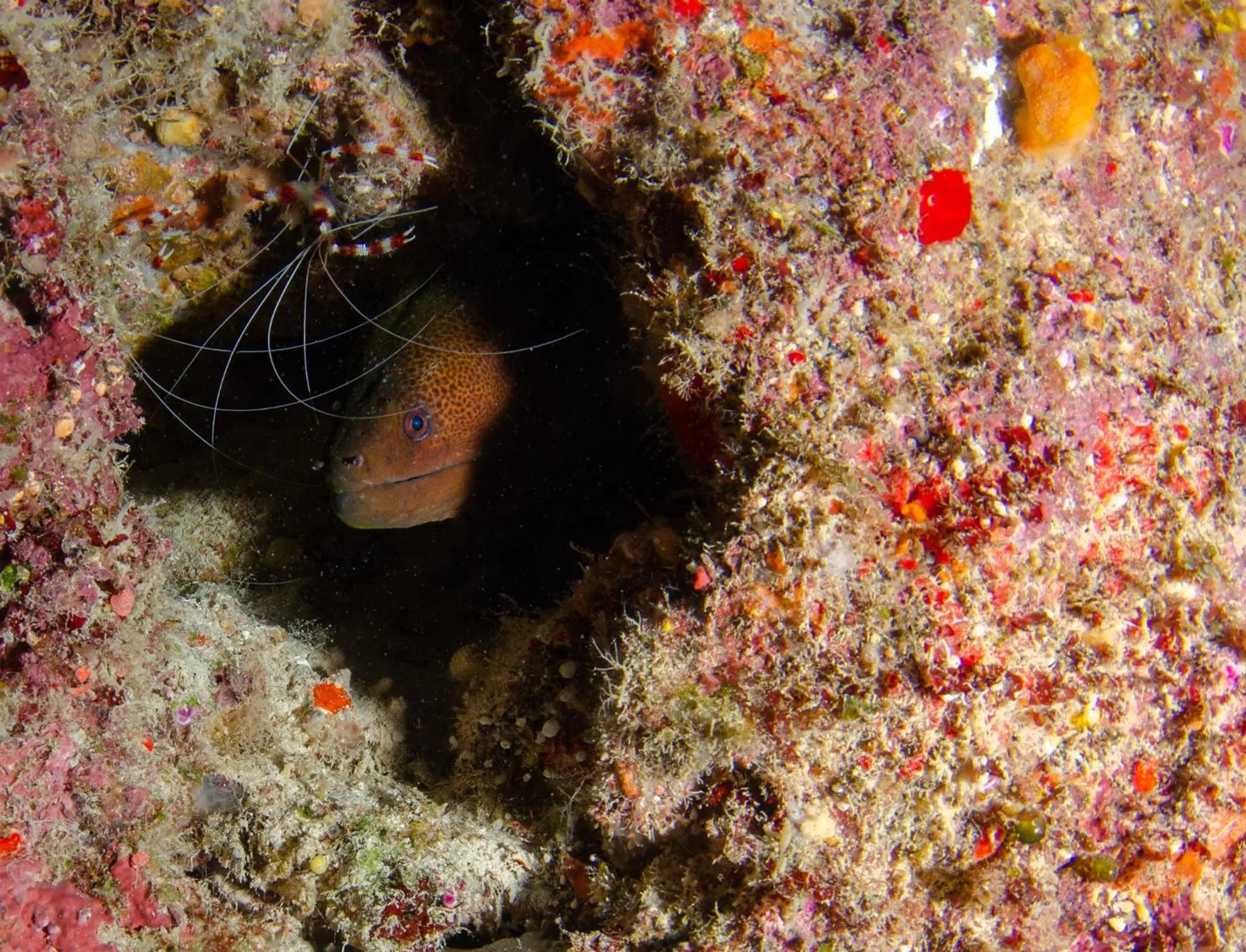 Animals in Tranquility Island Eco Dive Resort