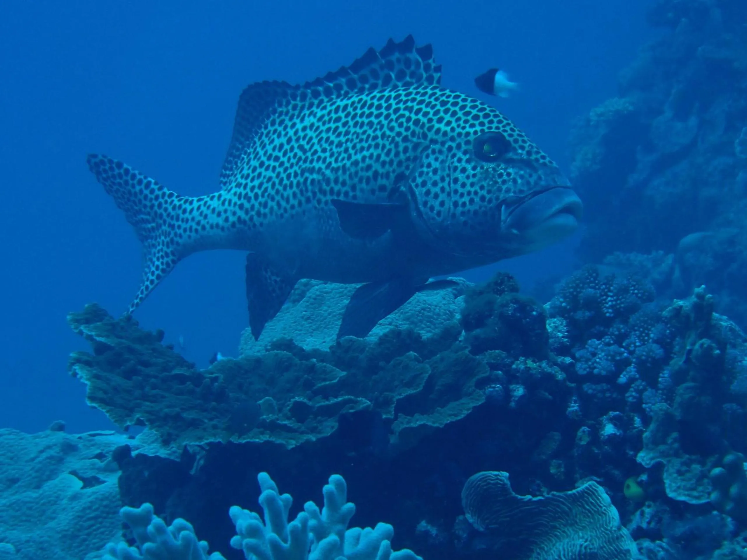 Snorkeling in Tranquility Island Eco Dive Resort
