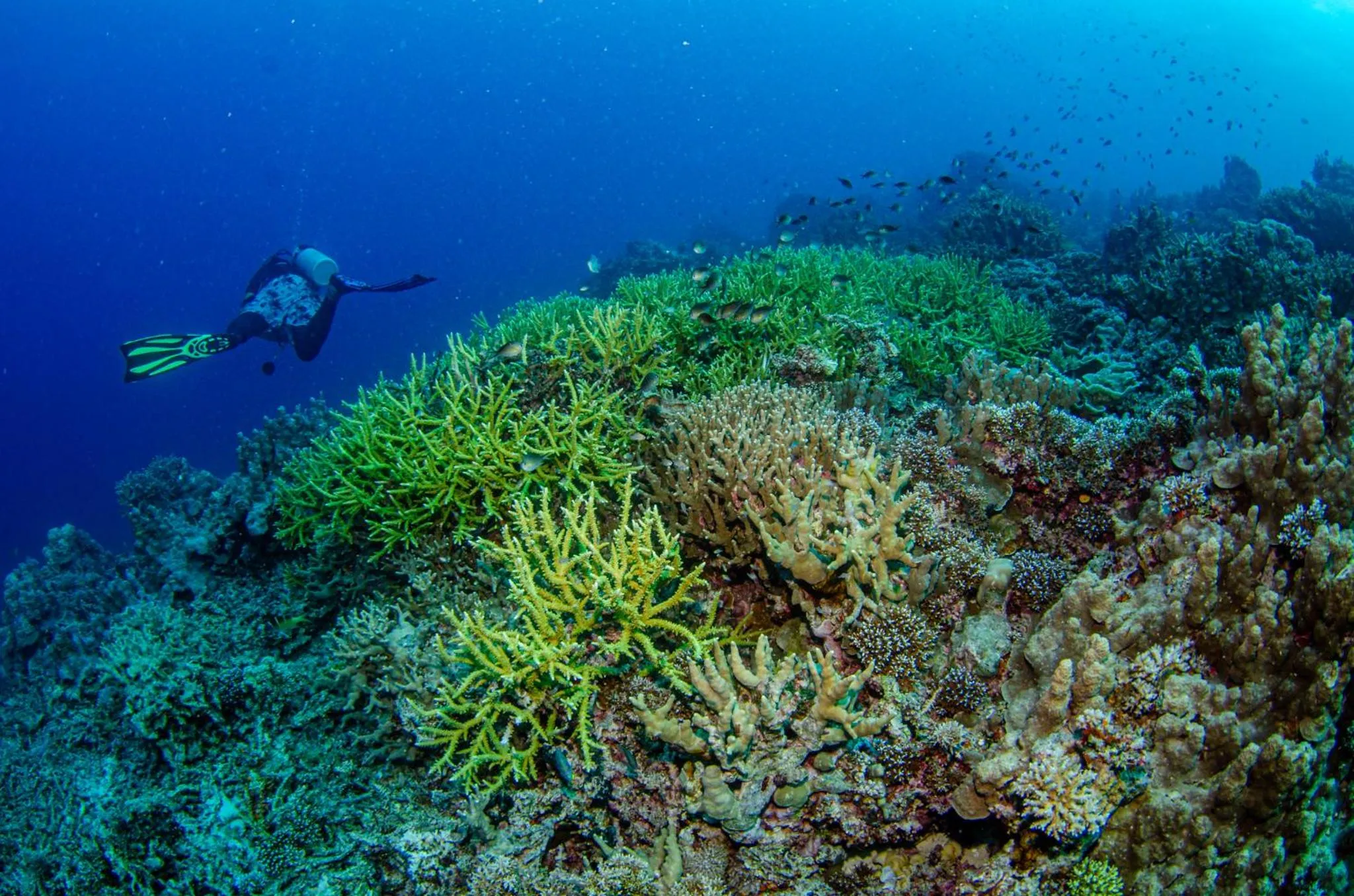 Activities in Tranquility Island Eco Dive Resort