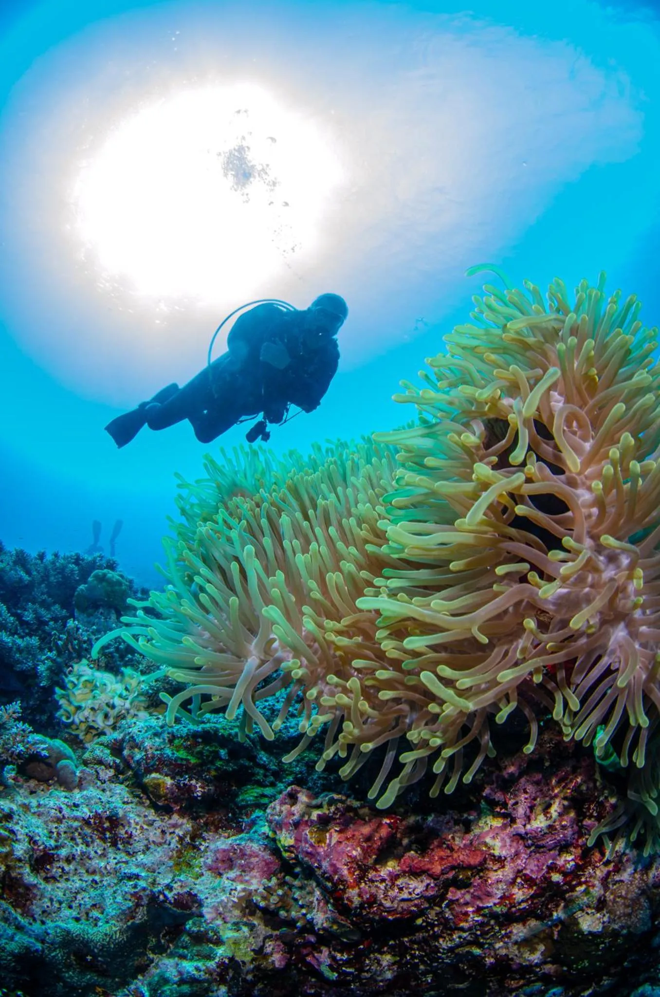 Activities in Tranquility Island Eco Dive Resort