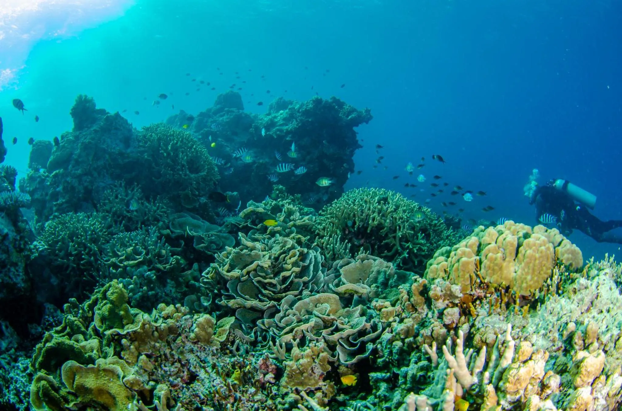 Activities in Tranquility Island Eco Dive Resort