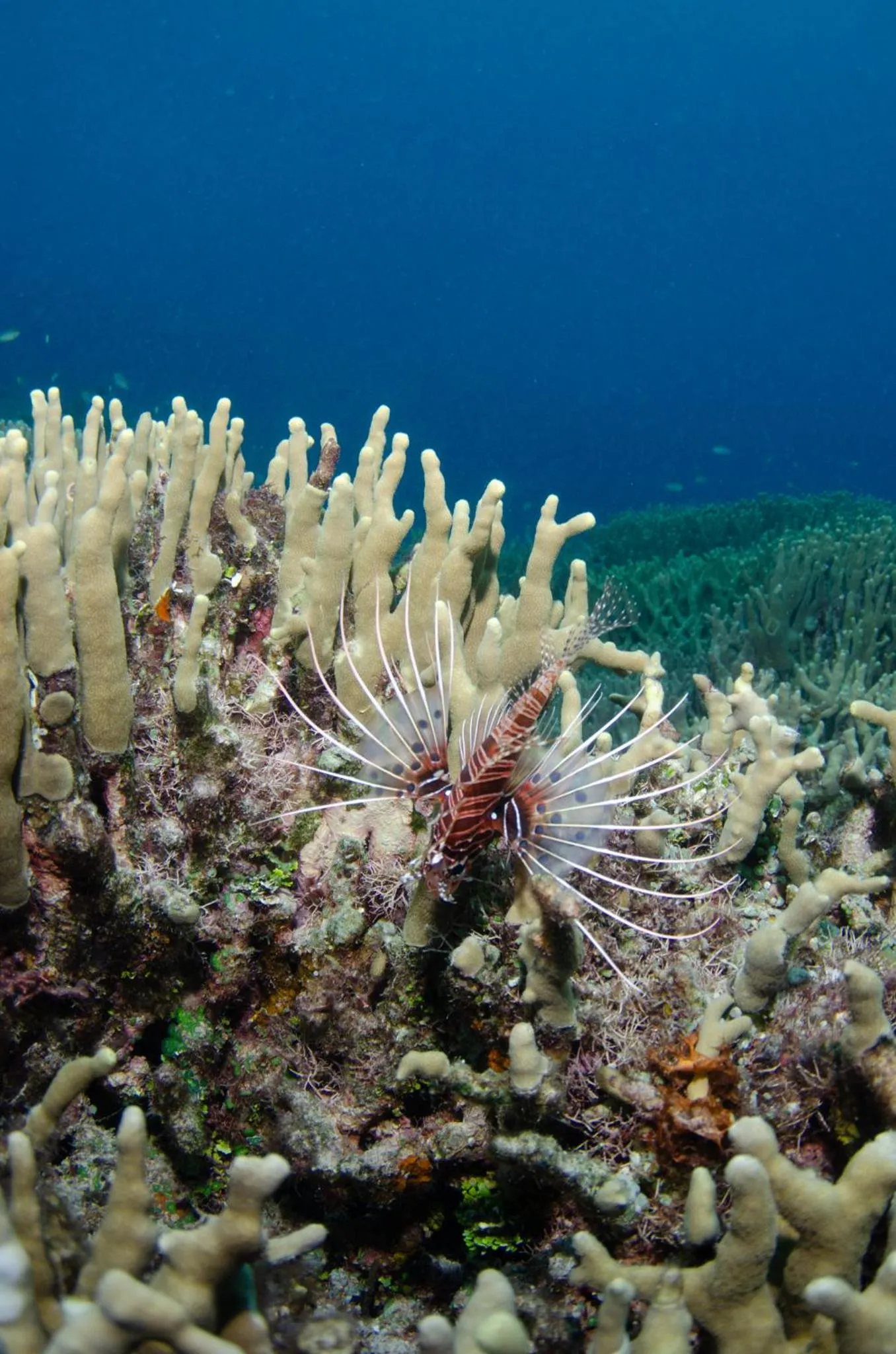 Tranquility Island Eco Dive Resort