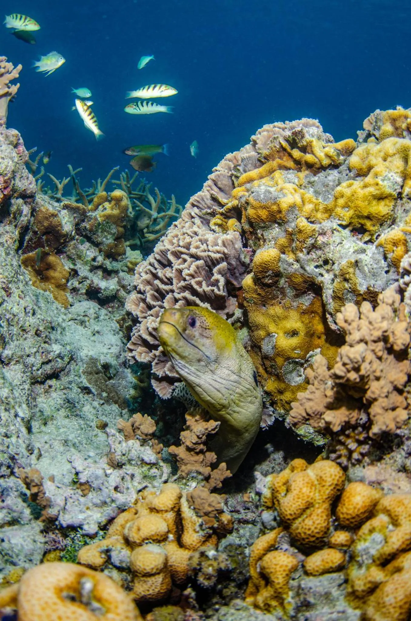 Animals in Tranquility Island Eco Dive Resort