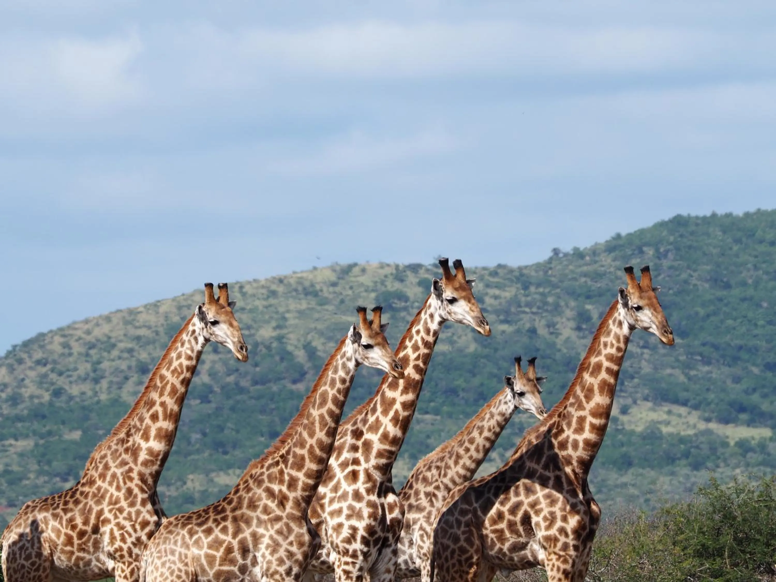 Animals in Whalesong Guest House