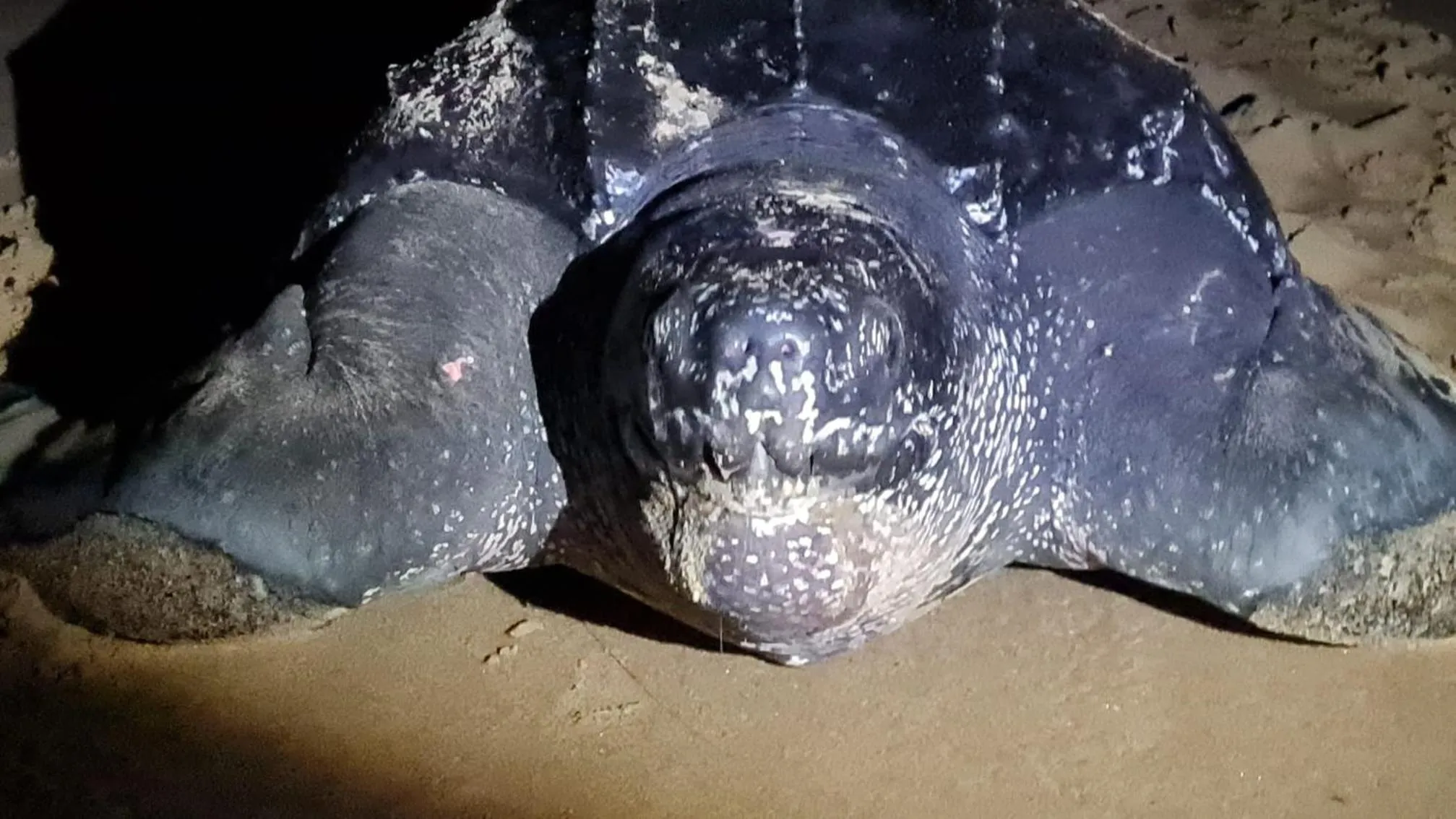 Lake view in Whalesong Guest House