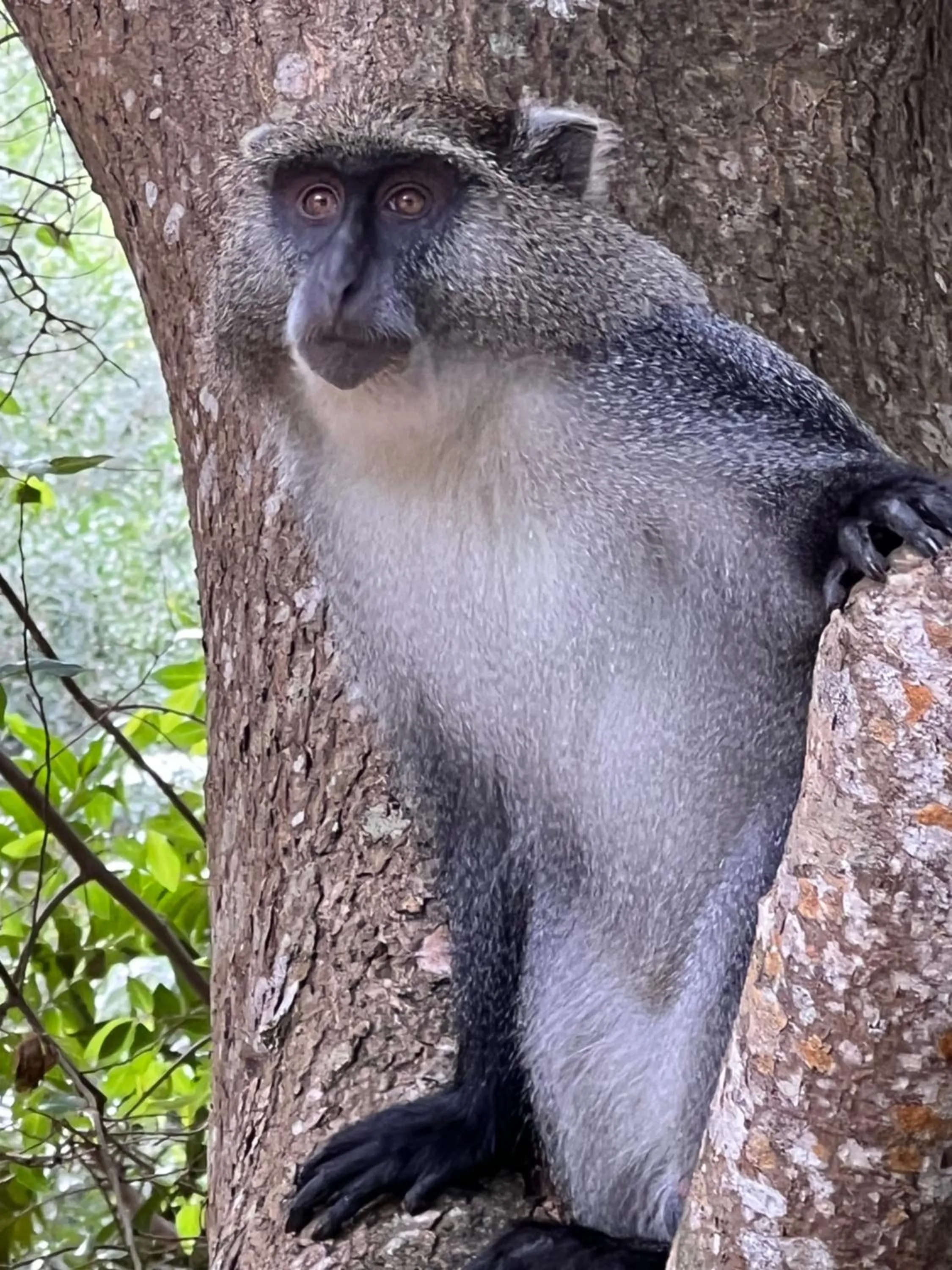 Animals in Whalesong Guest House