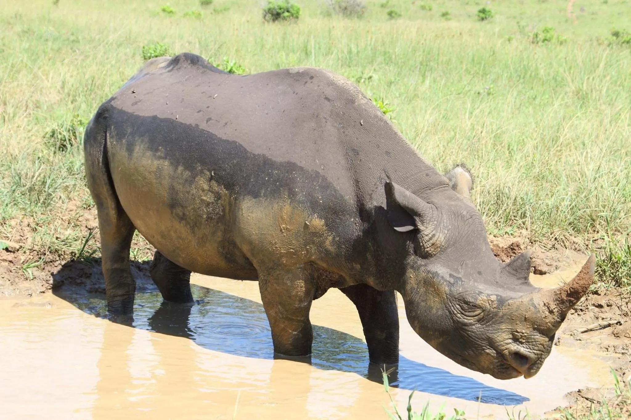 Animals in Whalesong Guest House