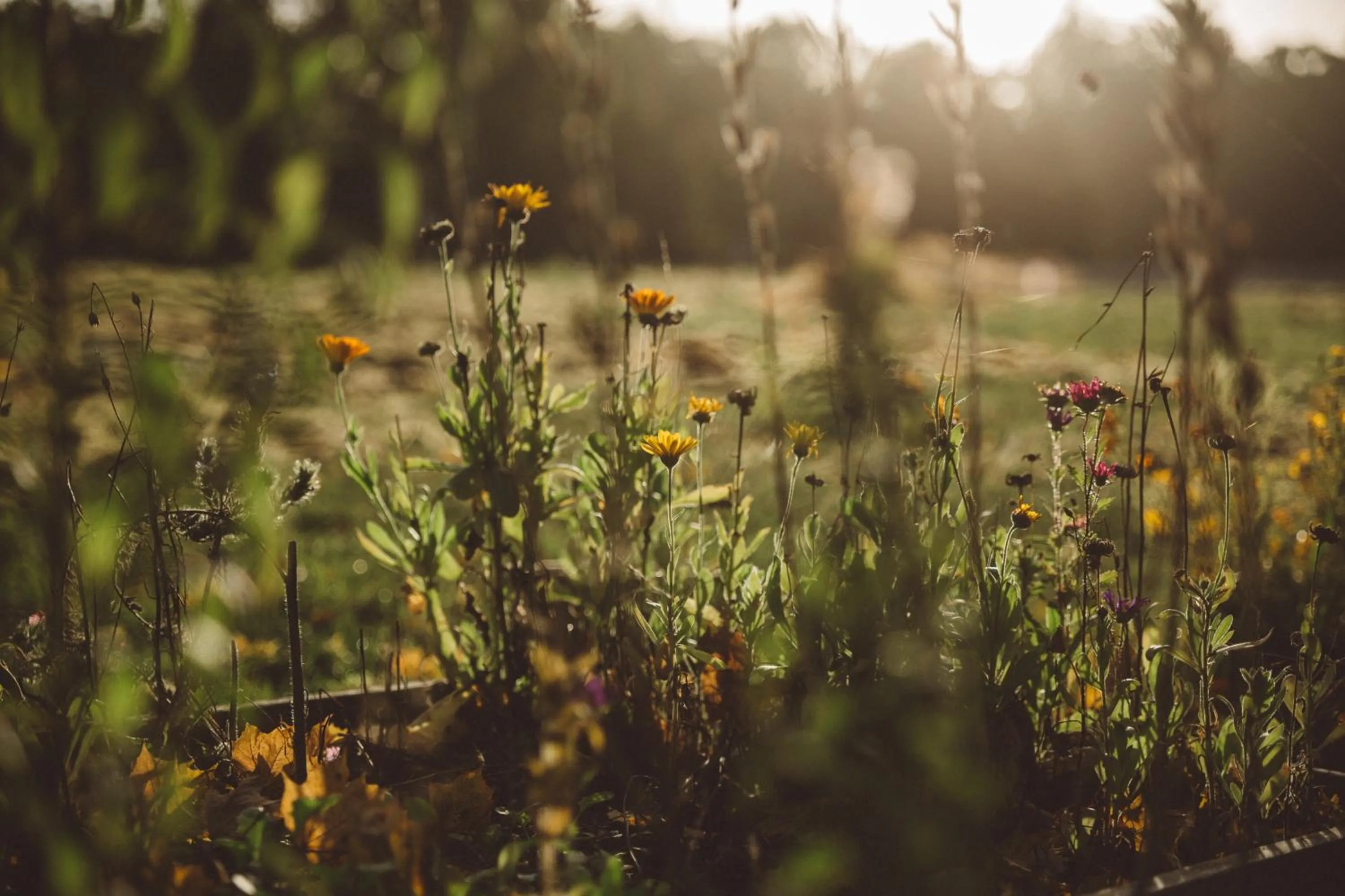 Garden in Två Skyttlar