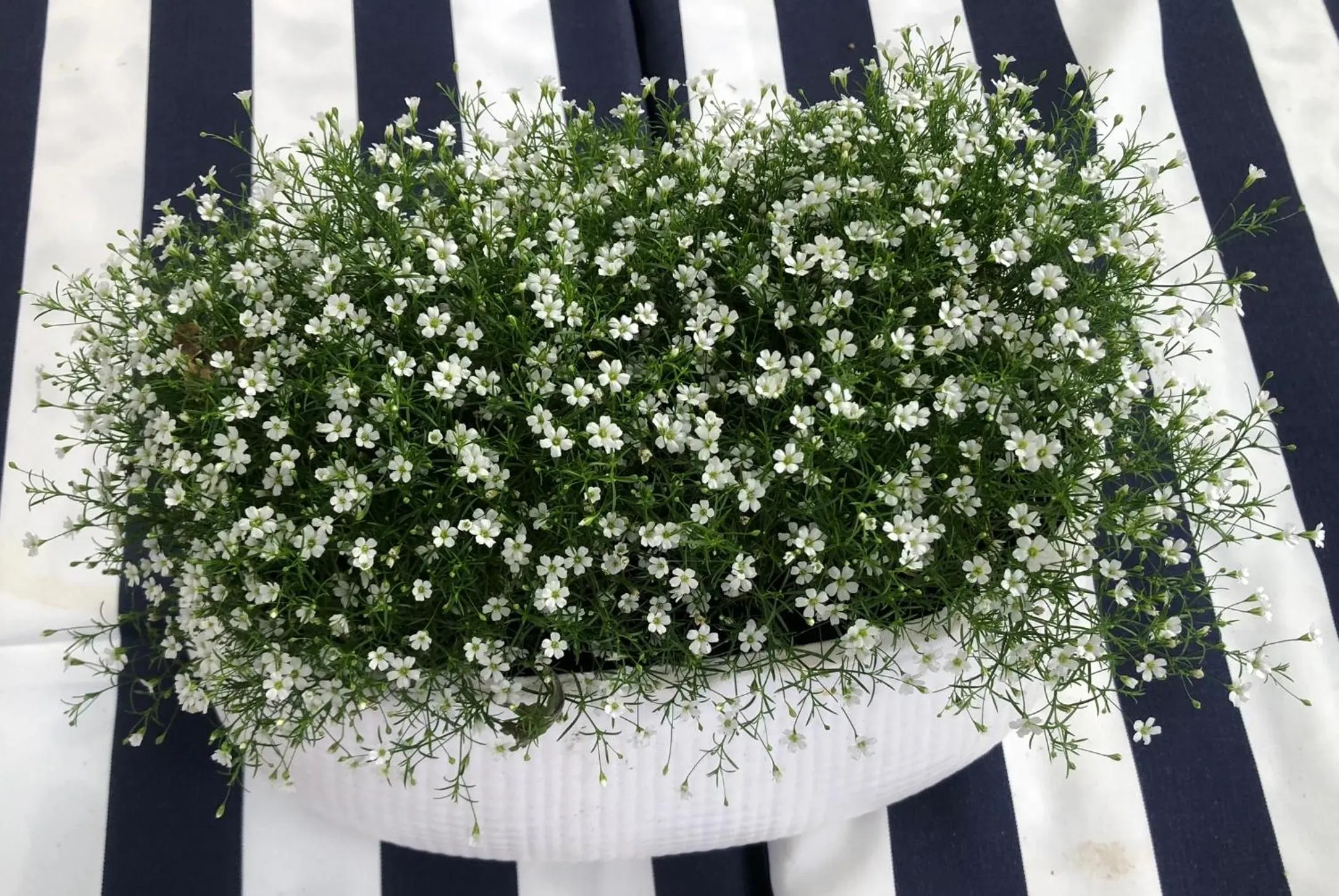 Spring in Sandown Lodge