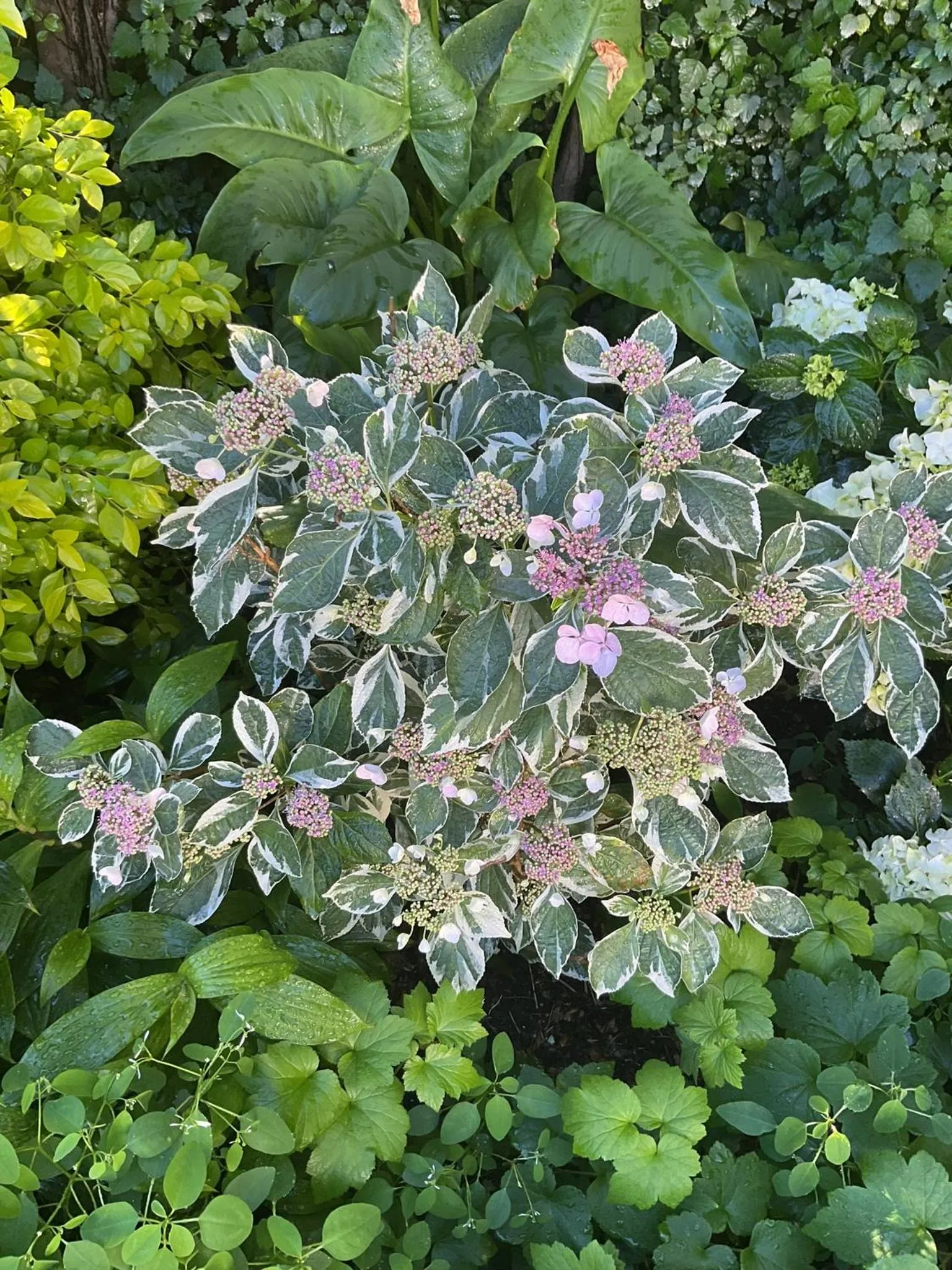 Spring in Sandown Lodge