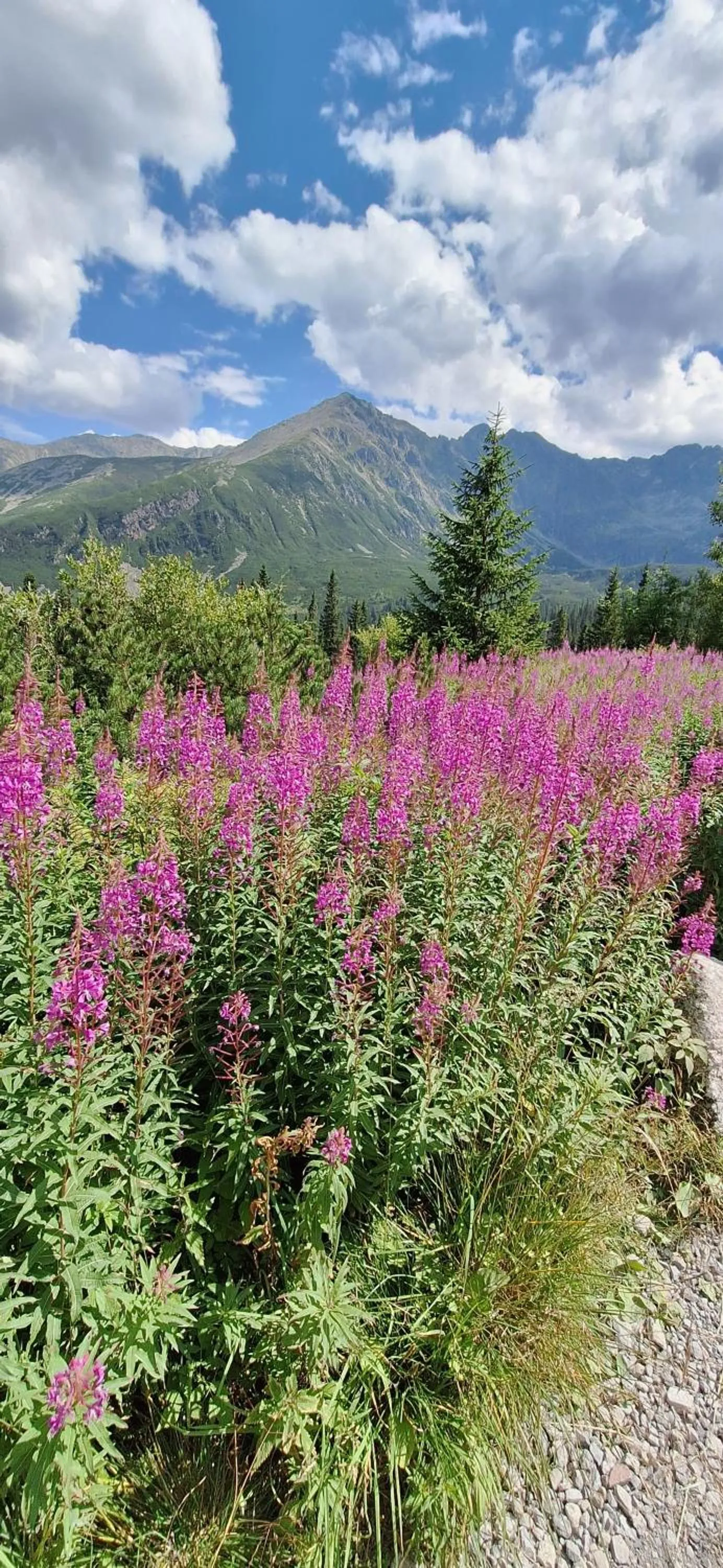 Willa u Kośle Zakopane