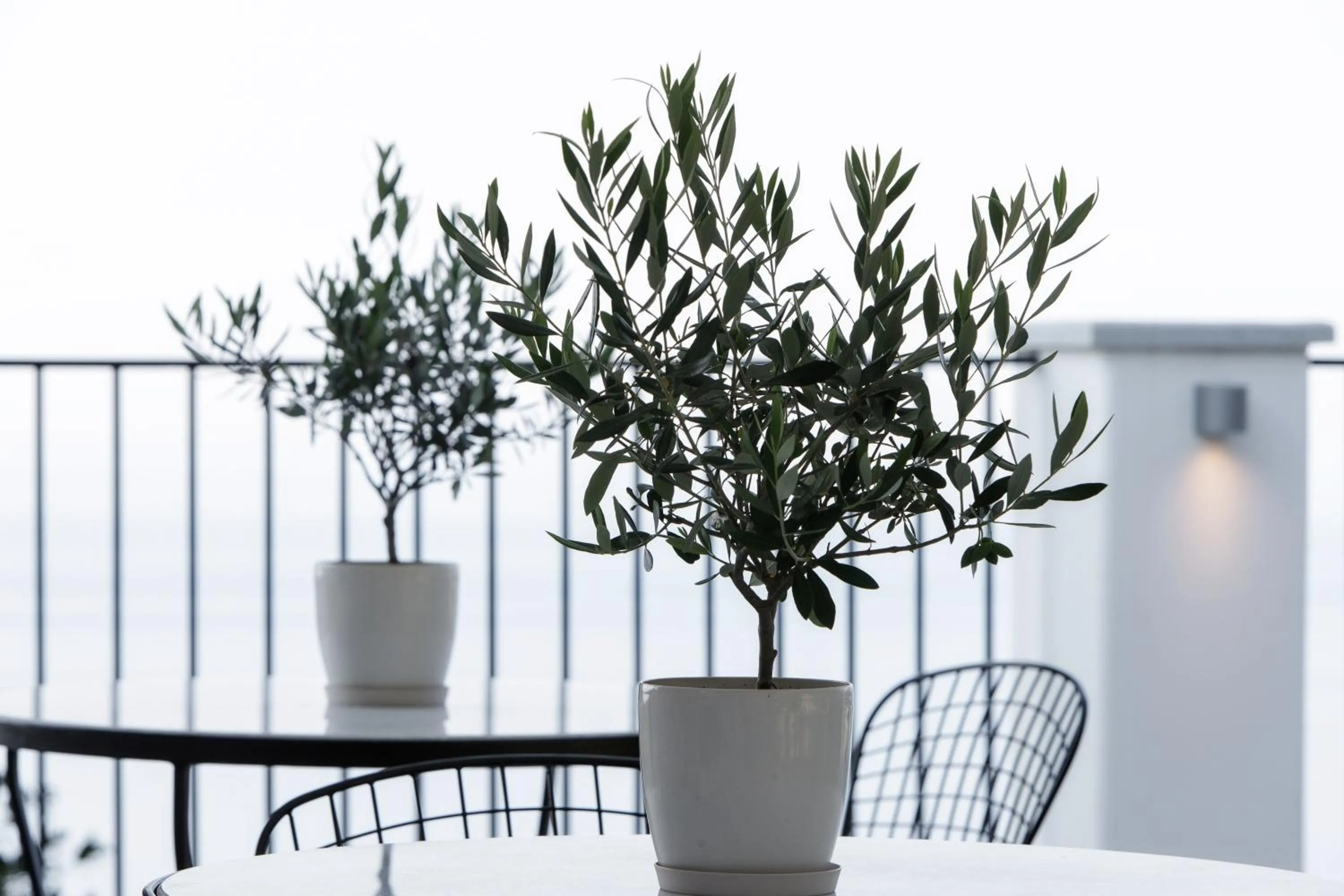 Garden in Olga Hotel Mouresi