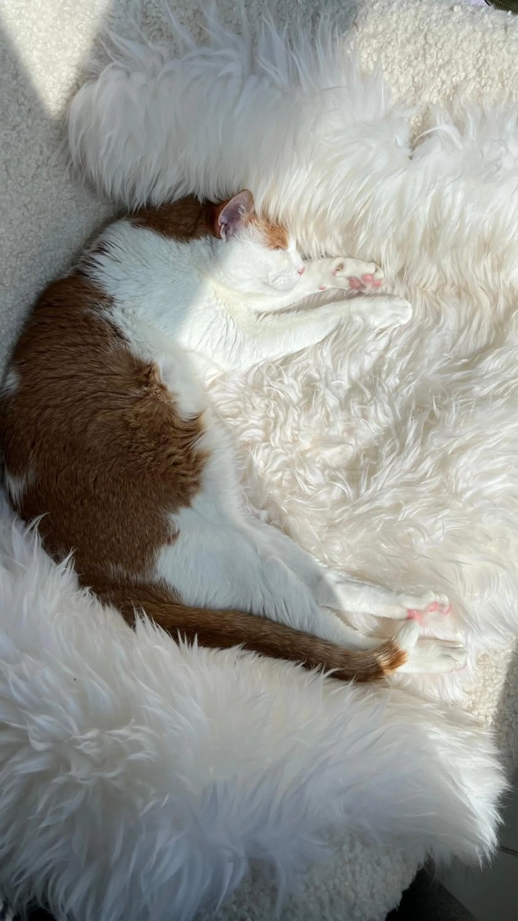 Animals in Vanha Koulu