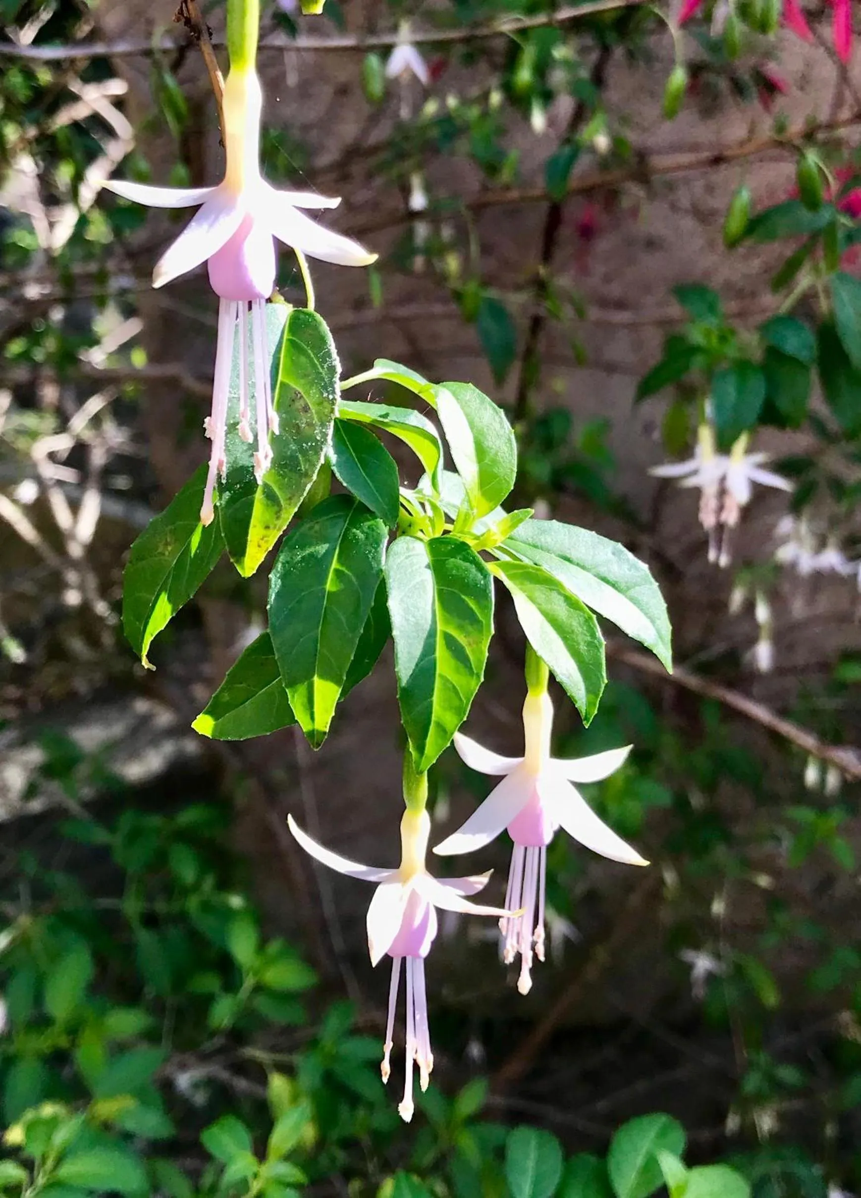 Balcony/Terrace in Bodega Bay Inn
