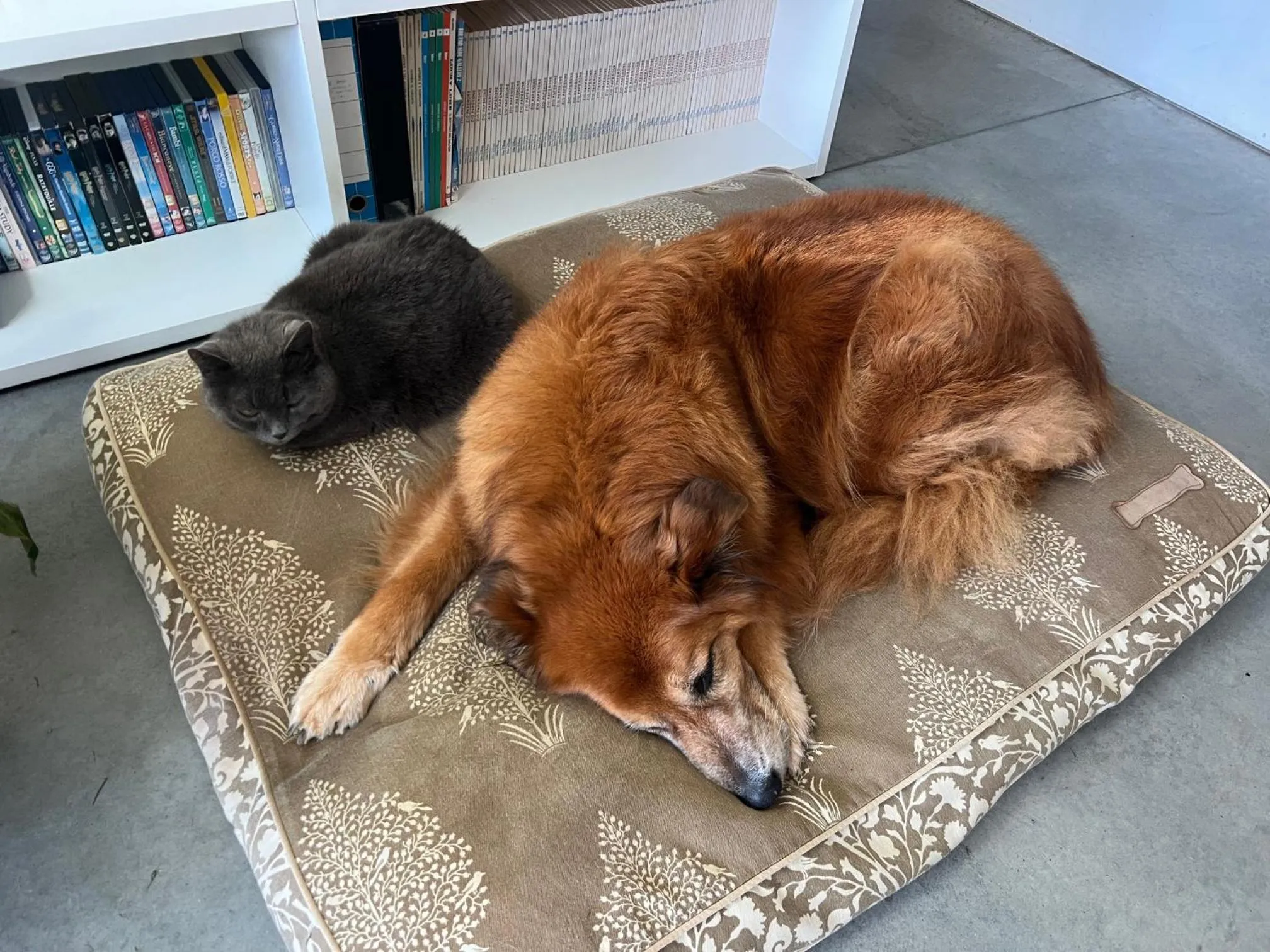 Animals in Da La Babi B&B