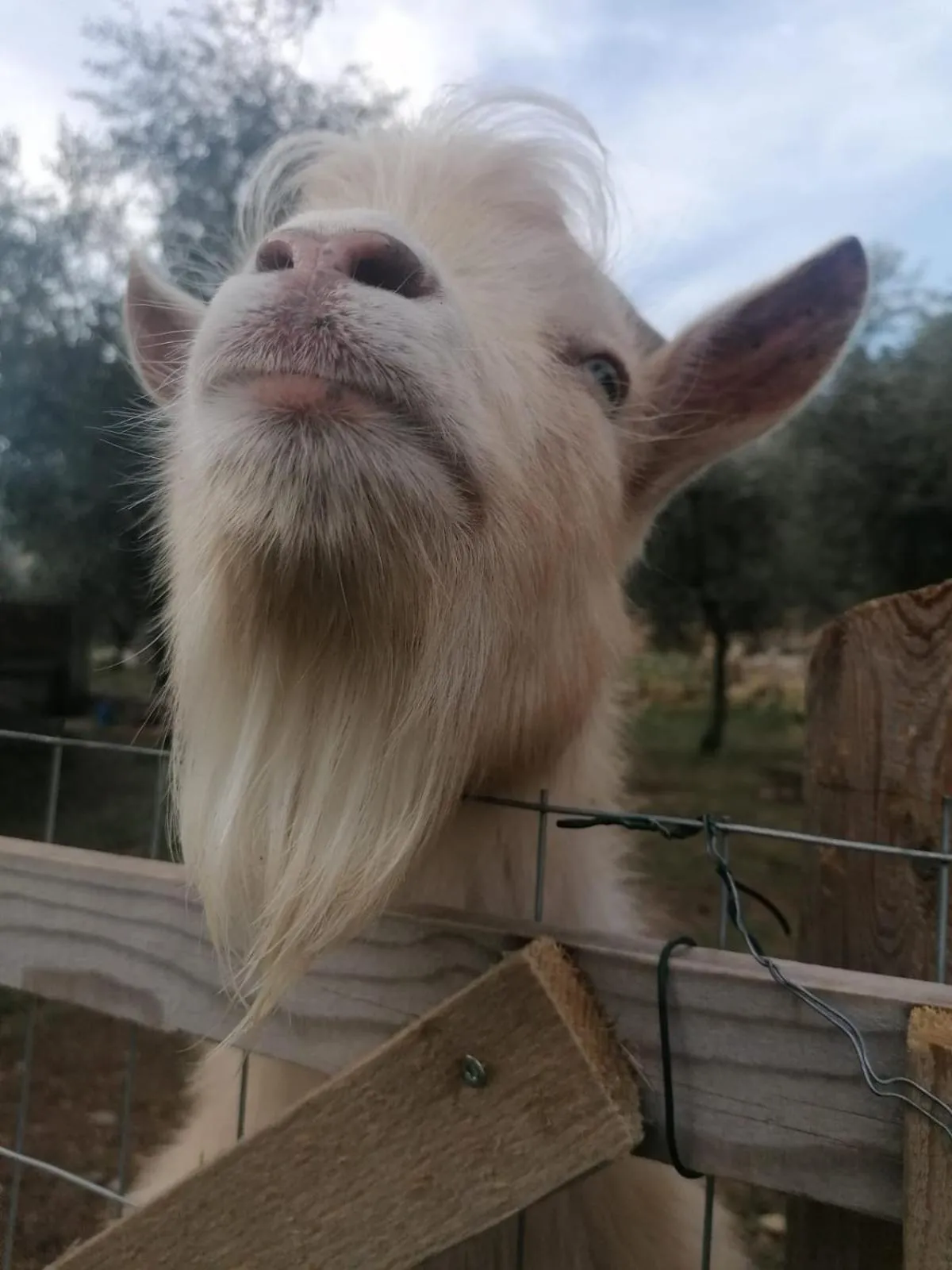 Animals in Da La Babi B&B