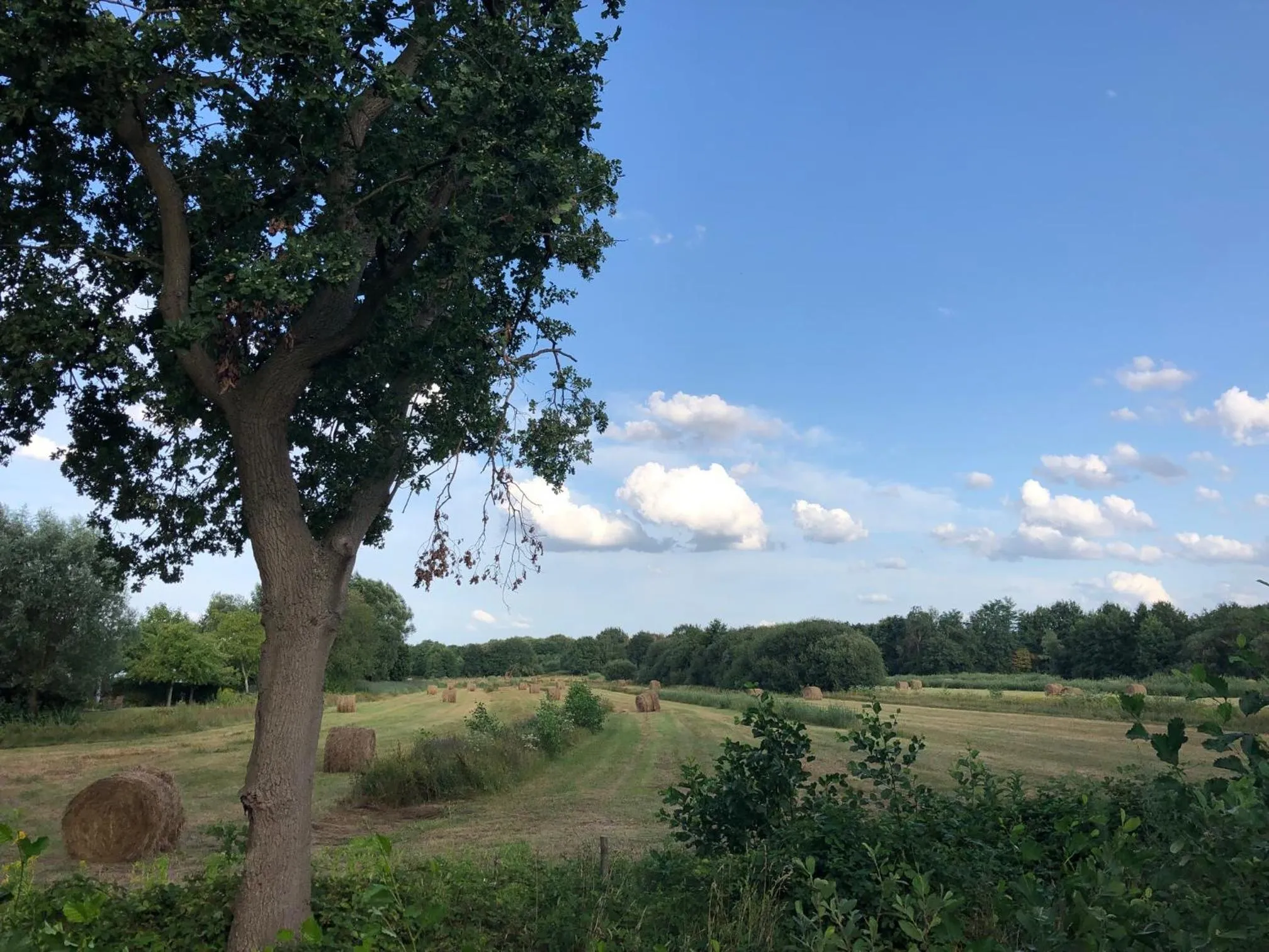 Natural landscape in De Heidestroper