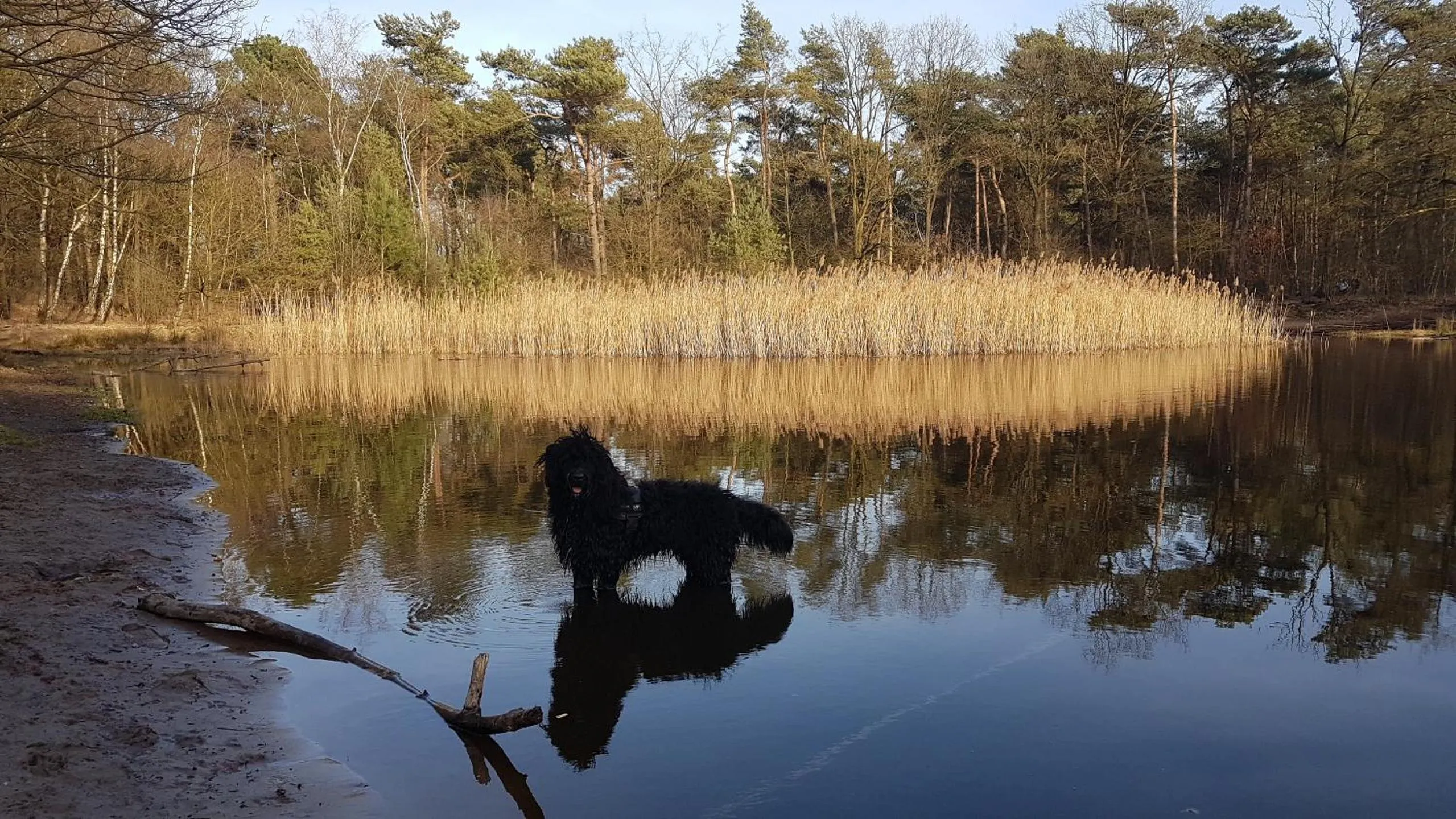 Natural landscape in De Heidestroper