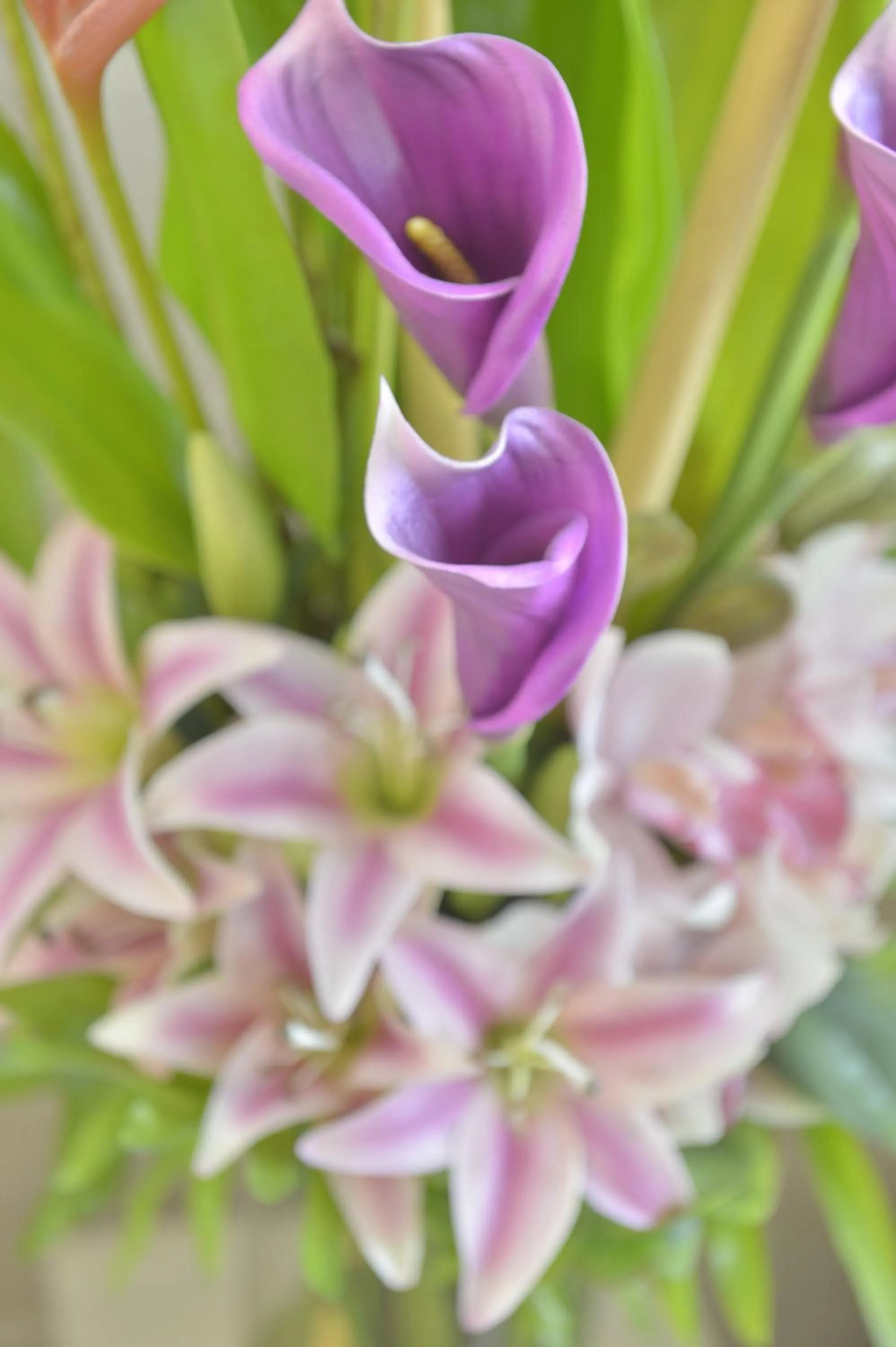 Unic Renoir Saint Germain