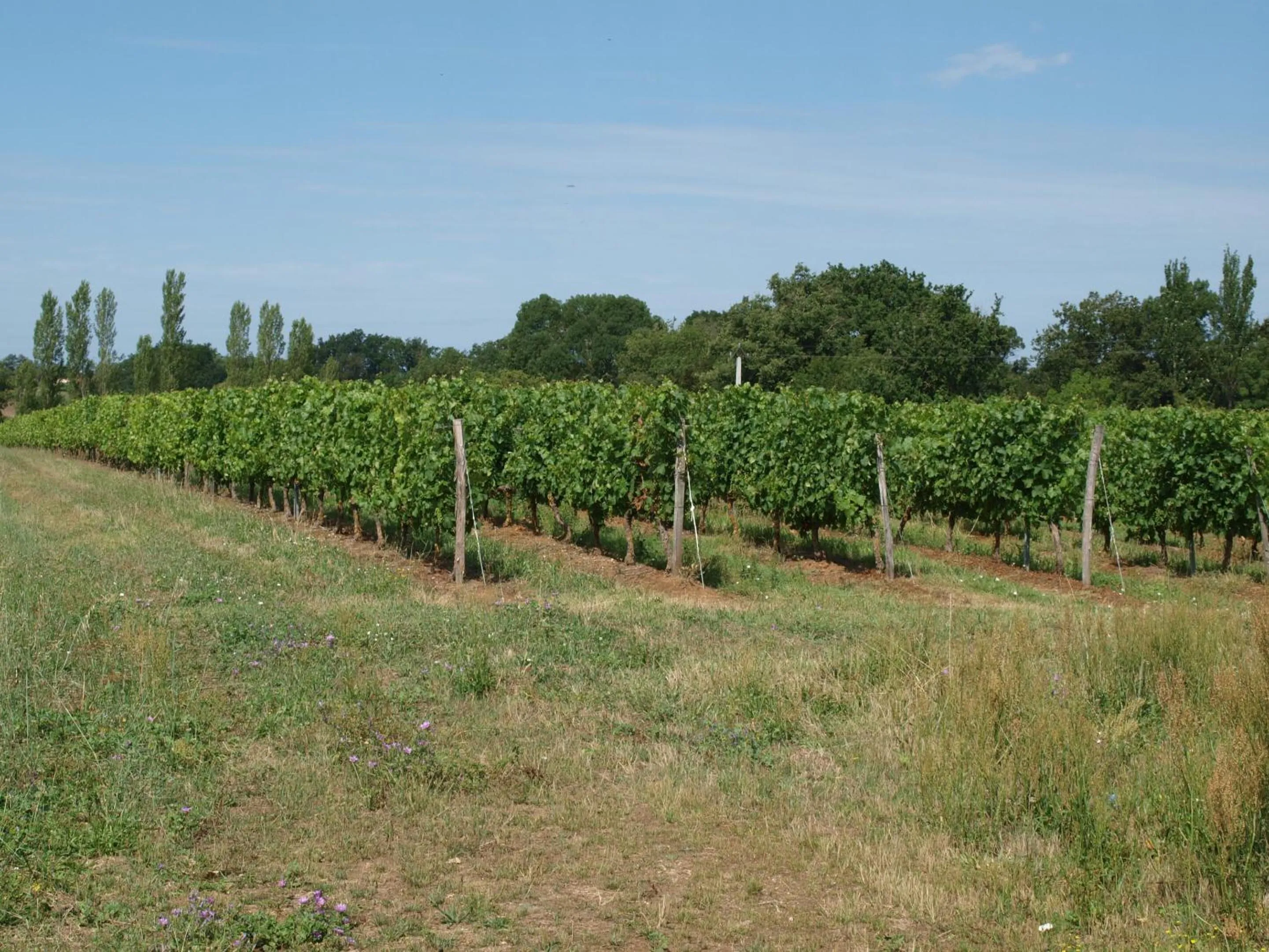 Property building in Les Bacchusiennes